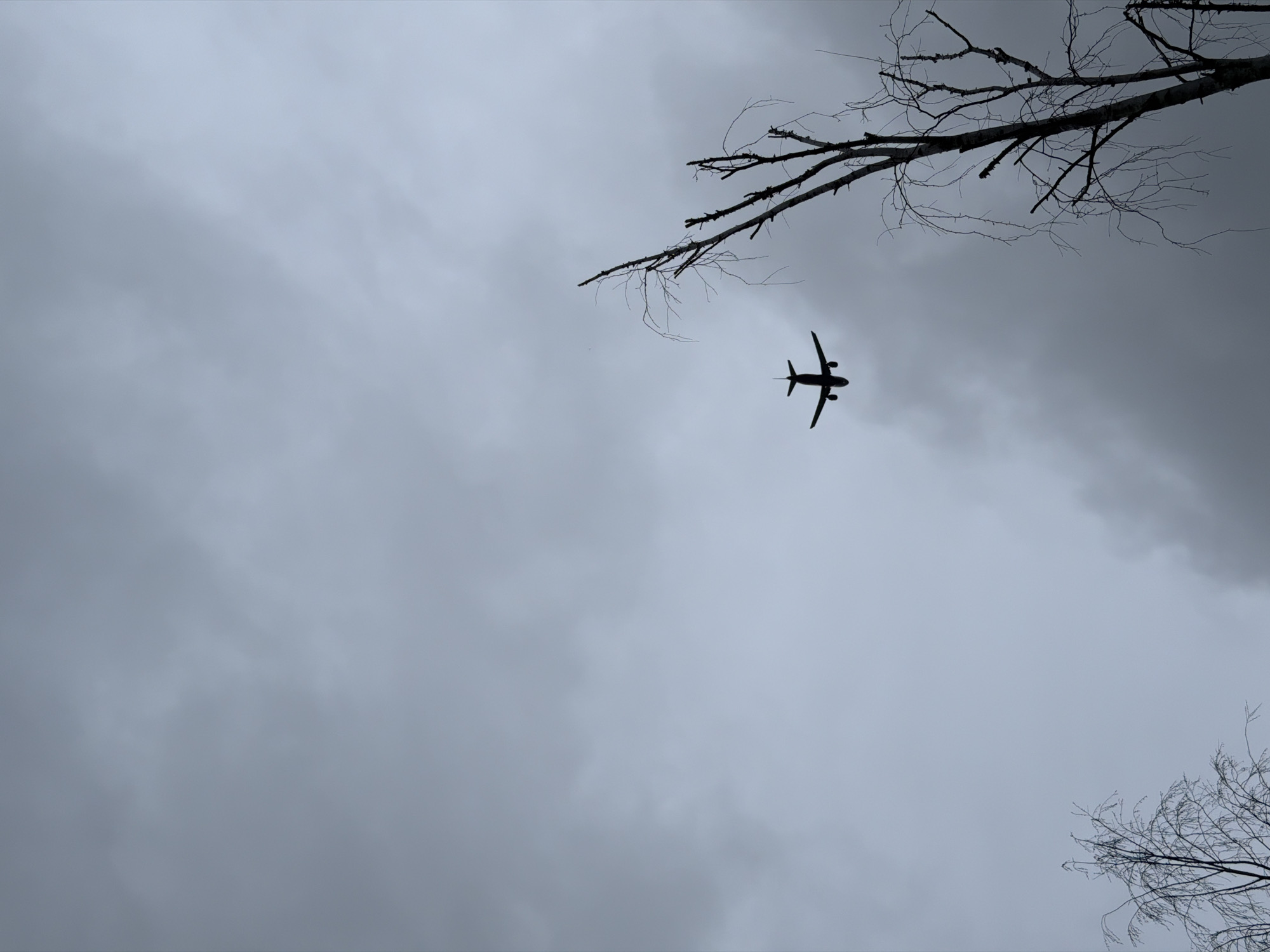 The image shows a low-angle view of an airplane flying through a cloudy sky. Bare tree branches are visible in the upper right and lower right corners of the frame. The sky is overcast and gray. The location is likely Saint Petersburg, Russia.