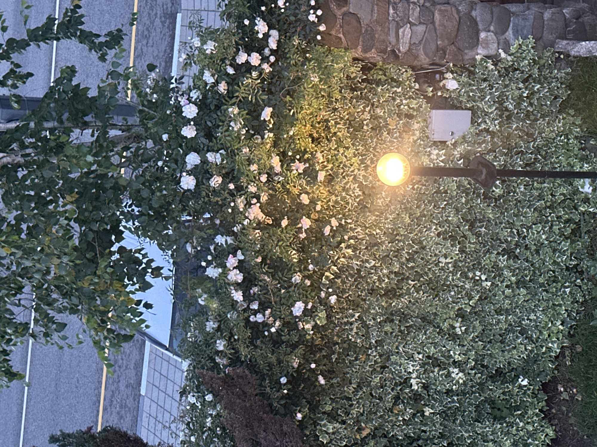 The image captures a nighttime scene in Krasnaya Polyana, Russia, focusing on a well-lit street lamp illuminating a dense green hedge with white flowers. The hedge appears to be composed of ivy and climbing roses, creating a textured wall of foliage. A stone pillar is visible on the right side of the frame, adding a rustic element to the scene. In the background, a glimpse of a road with white and yellow lines can be seen, suggesting an urban or suburban setting. The street lamp is the primary light source, casting a warm glow on the surrounding vegetation. The overall atmosphere is serene and peaceful, characteristic of a quiet evening in a city park or residential area.