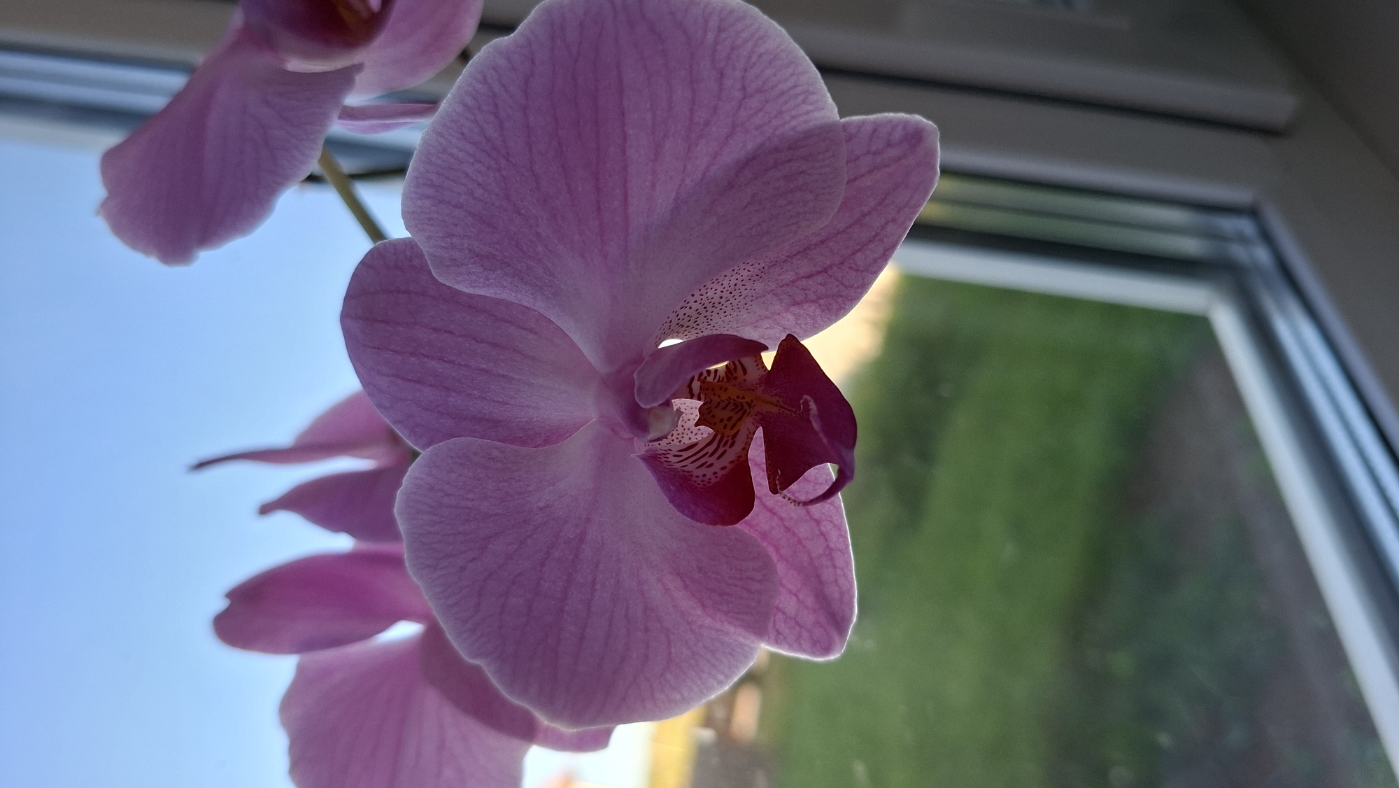 A close-up, low-angle shot shows a pink orchid with a maroon center in front of a window. The orchid blooms hang from the top left of the frame, with the largest bloom dominating the center. The window's frame is visible on the right side, and through the glass, a blurry view of greenery and sky can be seen.
I cannot determine the specific location in the city of Большой Букор, Russia, based on this image alone.