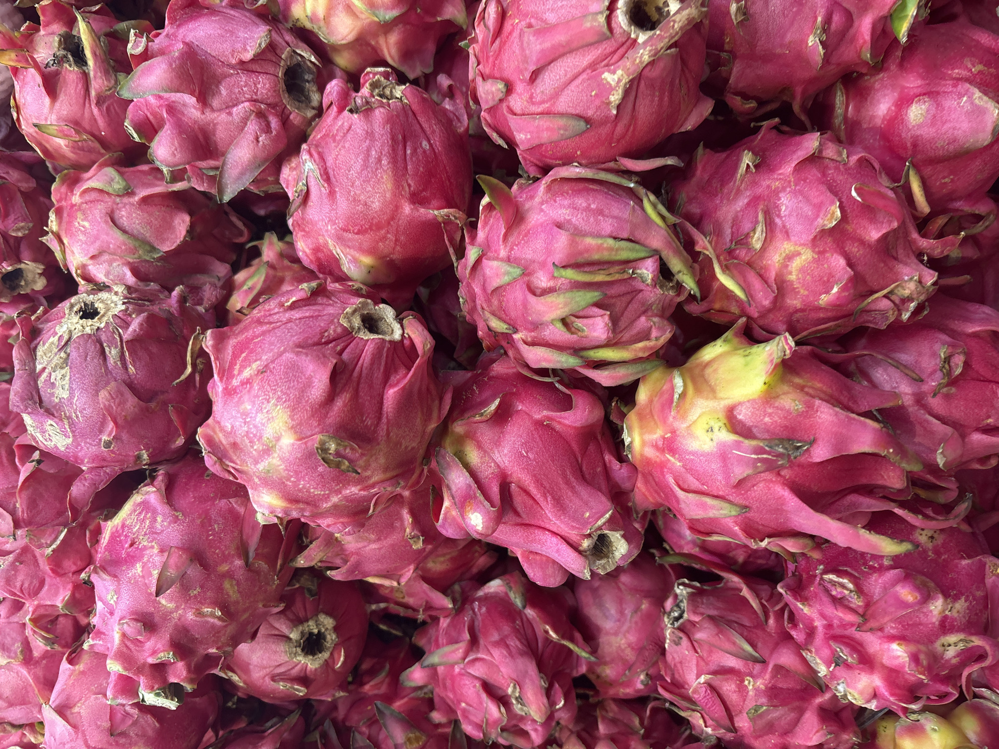 A close-up, overhead shot displays a large pile of vibrant pink dragon fruits at a market stall. The fruits are tightly packed together, with their characteristic scaly skin a dominant visual feature. Some of the fruits show hints of yellow and green, indicating ripeness. The overall impression is a fresh, colorful display of tropical produce. This scene is likely from a local market in North Jakarta, Indonesia, where such fruits are commonly sold. There are no people or specific actions depicted, focusing solely on the abundance of the dragon fruits themselves.