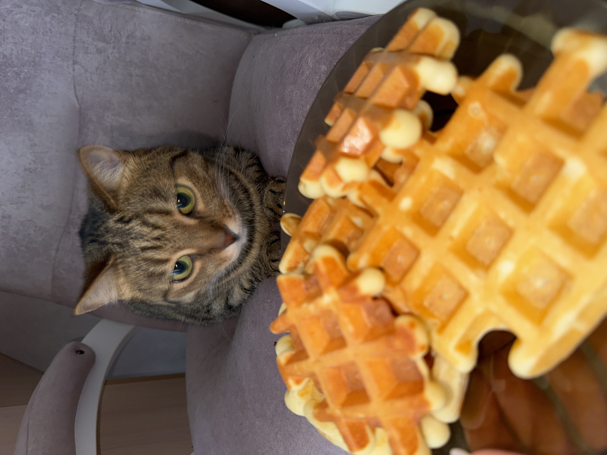 A tabby cat sits next to a plate of waffles. The cat is facing the camera with its green eyes wide. The waffles are golden brown and appear to have a creamy topping. The cat and waffles are near a light gray armchair. The location of the photo is unknown and cannot be determined from the image. There is no evidence to suggest the location is in Chaikovsky, Russia.