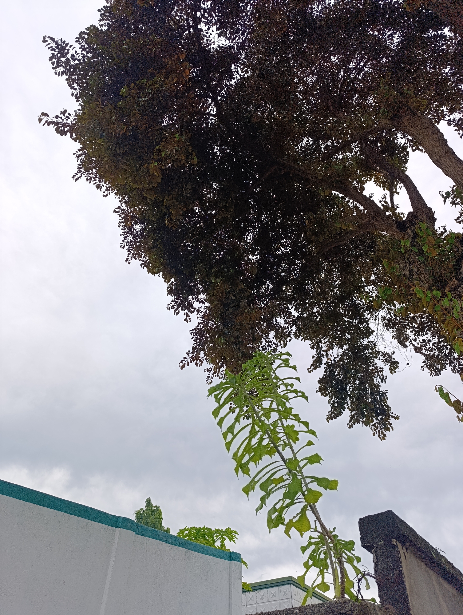 In an outdoor scene with an overcast sky, a large tree with dark foliage dominates the upper portion of the image. Its branches extend across the frame, partially obscuring the sky. Below the tree, a wall with a white finish and a green trim runs along the bottom left of the image. To the right of the wall, a rough, dark concrete structure is visible. A young plant with vibrant green leaves extends upwards from the wall, its leaves reaching towards the large tree. The ground is not visible.