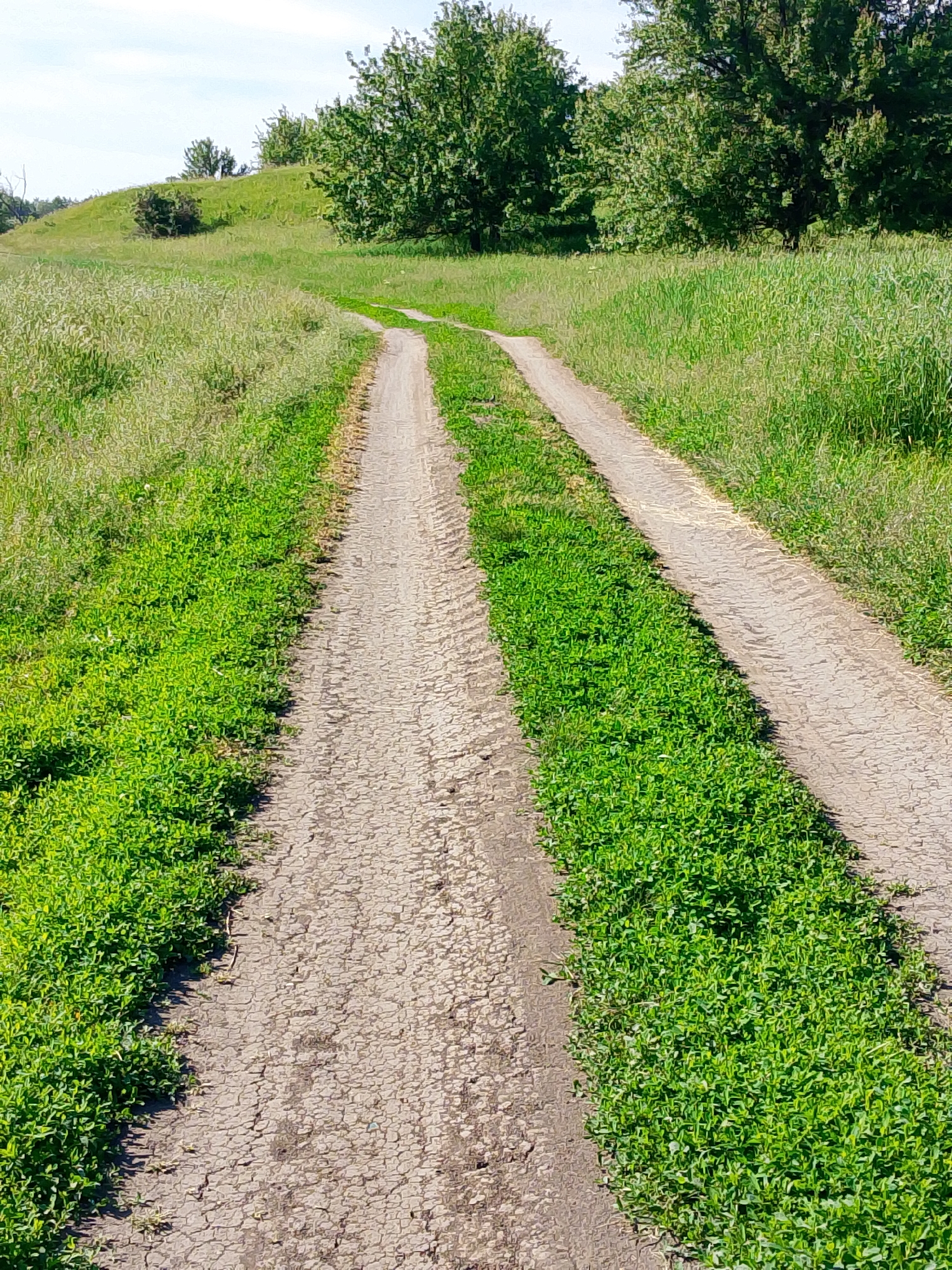 The image displays a serene rural landscape, centered on a dirt track winding through a vibrant green field. The track is characterized by two distinct parallel ruts, suggesting it's used by vehicles or carts, with a strip of lush green vegetation growing between them, especially prominent in the foreground. The exposed soil of the track appears dry and somewhat cracked in places, and faint tire imprints are visible within the ruts.
Dense green grass and other low-lying plants flank both sides of the track, stretching into the midground and background. In the distance, on the left, a gently rolling green hill or mound is visible, dotted with scattered trees and shrubs. To the right and further back, a cluster of mature trees with abundant green foliage forms a natural boundary.
The scene is bathed in bright, even sunlight under a clear, light blue sky, indicating a daytime setting, likely late morning or early afternoon. The overall atmosphere is peaceful and natural. There are no discernible people, animals, or artificial structures other than the path. No text is visible in the image.
