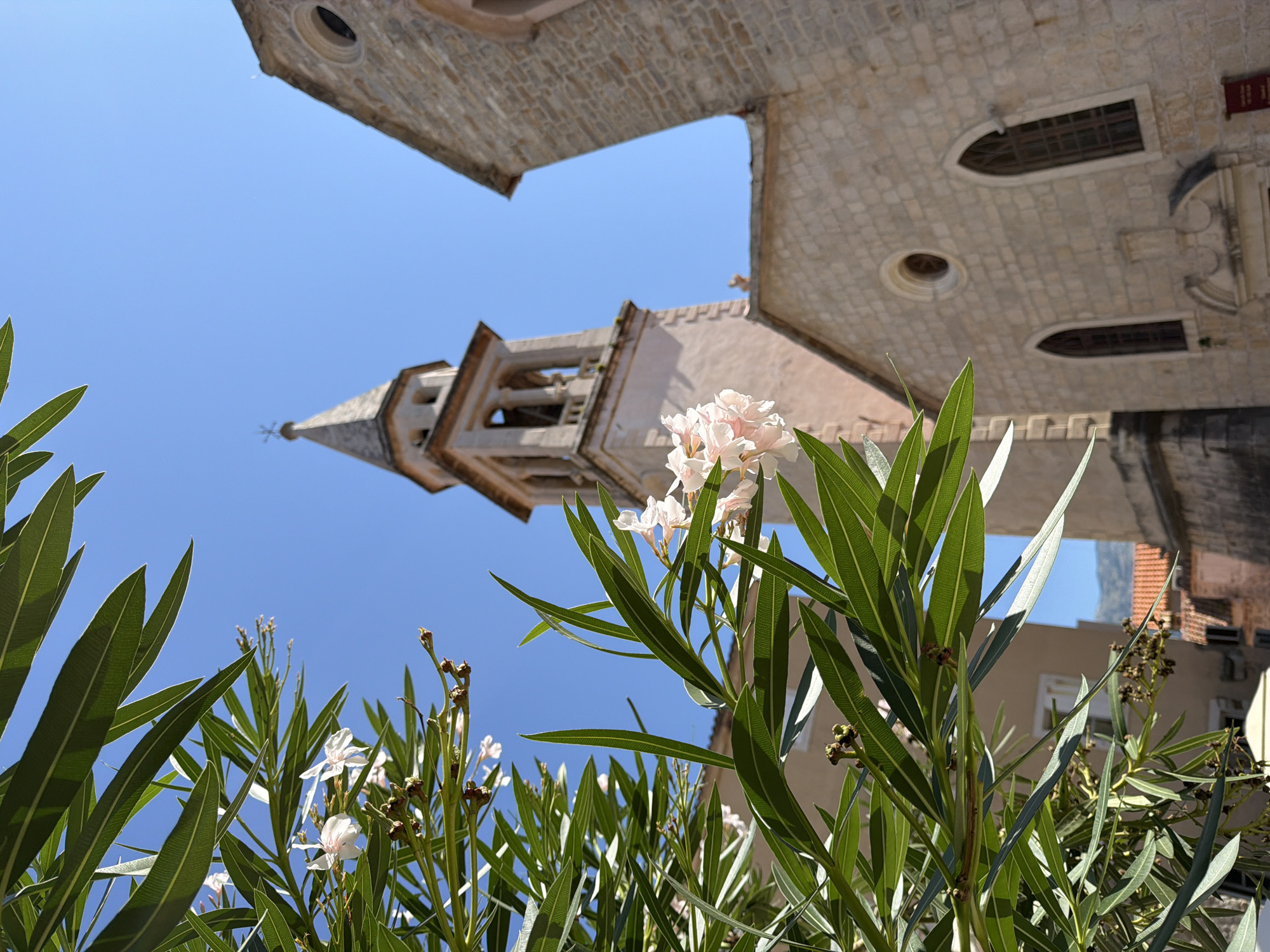 The image shows a view of the Church of Saint John in Budva, Montenegro, on a clear, sunny day. In the foreground, a flowering branch with long green leaves and delicate white and pink blossoms partially obscures the view of the church. The church itself is made of light-colored stone and features a tall, pointed bell tower with arched openings. To the right of the bell tower, another section of the church is visible, with a steep roof and arched windows. The background is a vibrant blue sky, with the distant mountains barely visible. The overall scene conveys a sense of peace and tranquility, highlighting the historical and architectural beauty of Budva.