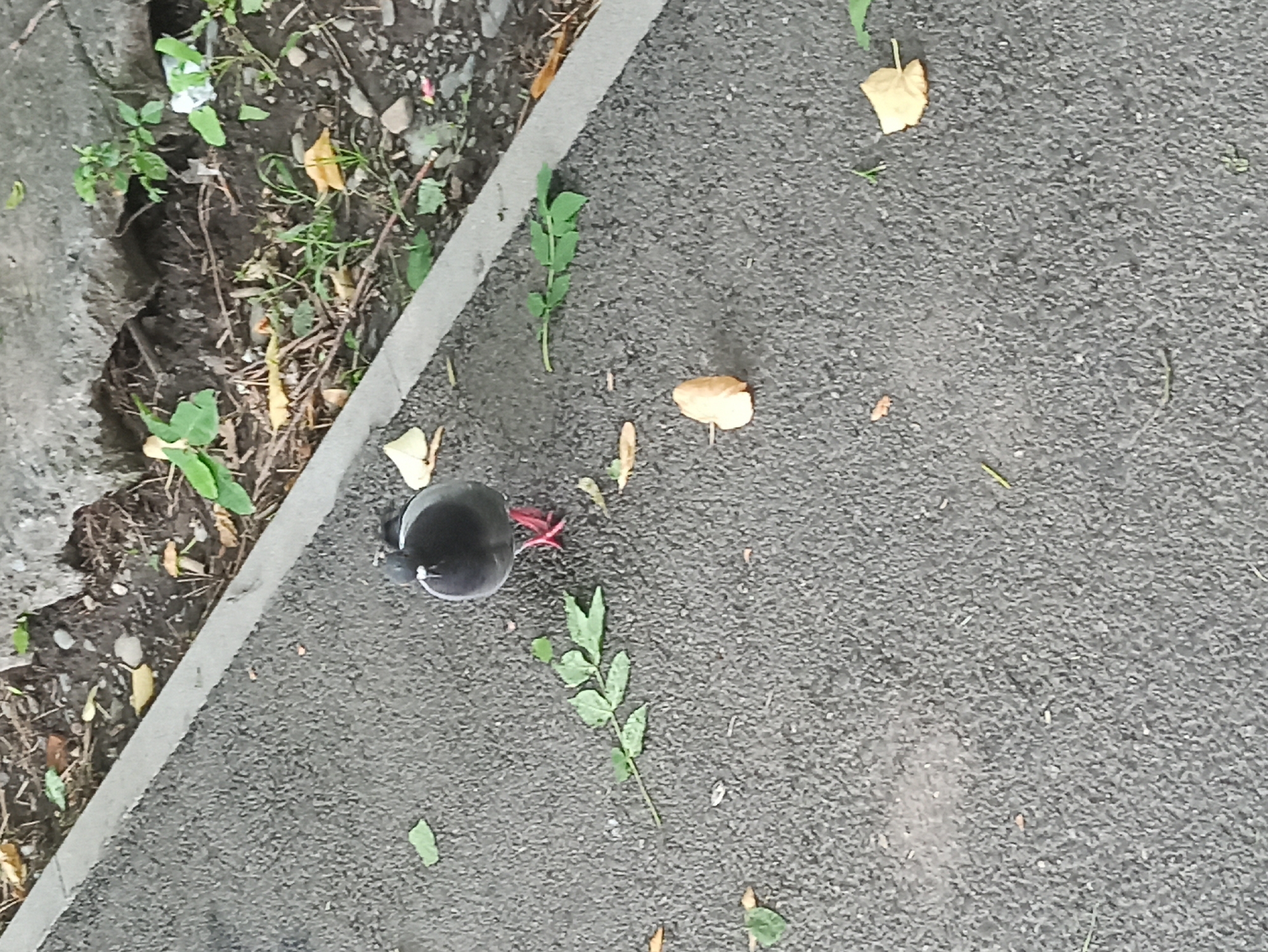 A lone pigeon stands on a paved surface next to a curb, facing away from the camera. The pigeon is dark gray with reddish-pink legs. Scattered around the pigeon are several fallen leaves, mostly yellow and brown, along with some green foliage and small pebbles. The background shows a patch of dirt with weeds and some debris, including a crumpled white piece of paper. The paving appears to be asphalt, and the curb is concrete. The scene suggests an outdoor urban environment.