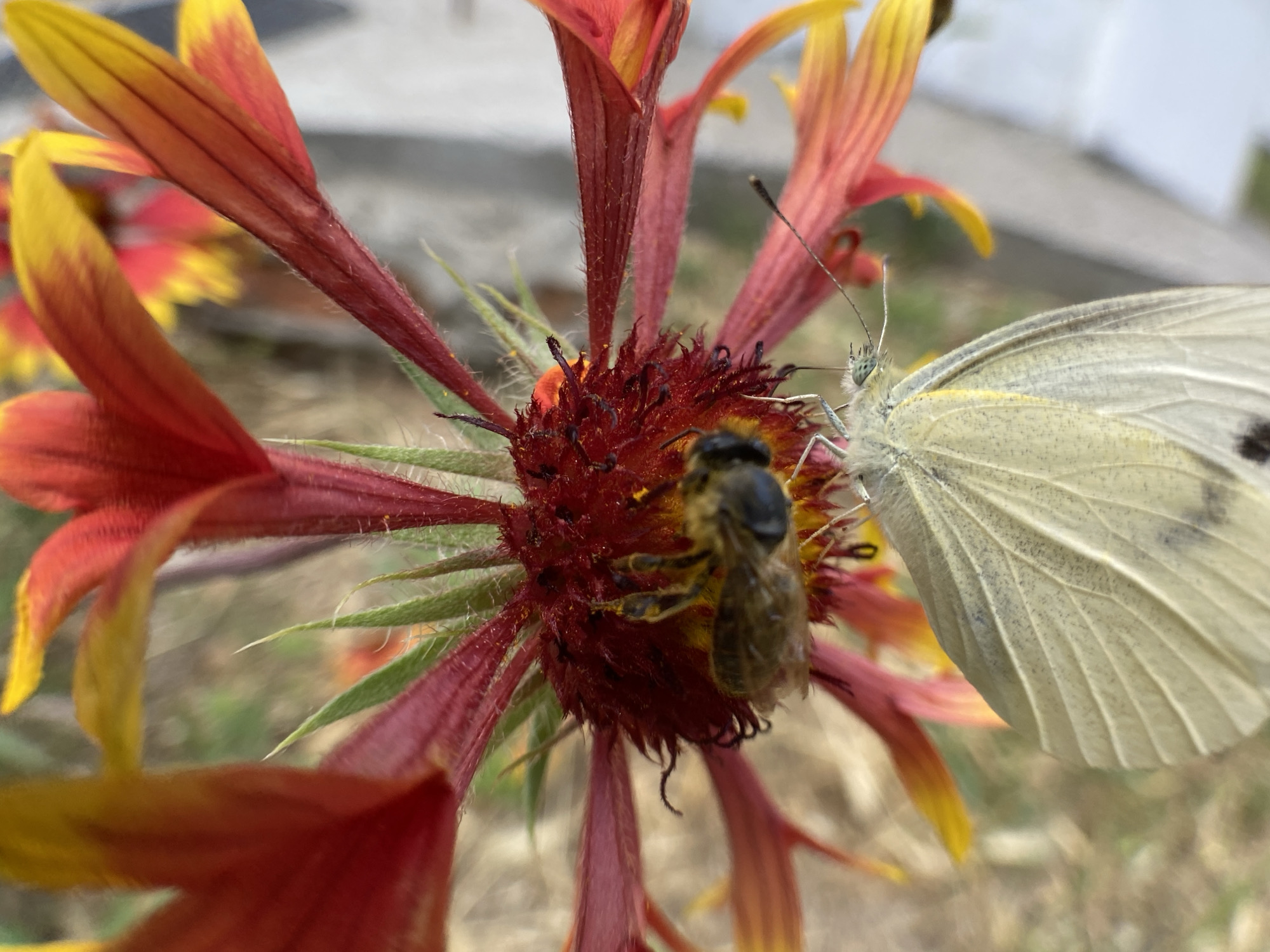 A close-up, macro photograph captures a bee and a butterfly on the center of a bright red and yellow flower. The bee, with its fuzzy brown body and yellow stripes, is positioned in the foreground, its face obscured by the flower's dark red, spiky center. To the right, a pale yellow butterfly rests, its intricate wing patterns visible, with delicate black spots scattered across its surface. The flower's petals, a vibrant gradient of red to yellow, fan out around the insects. The background is softly blurred, suggesting an outdoor environment, possibly a garden or natural setting. The lighting appears to be natural daylight, highlighting the textures and colors of the subjects.