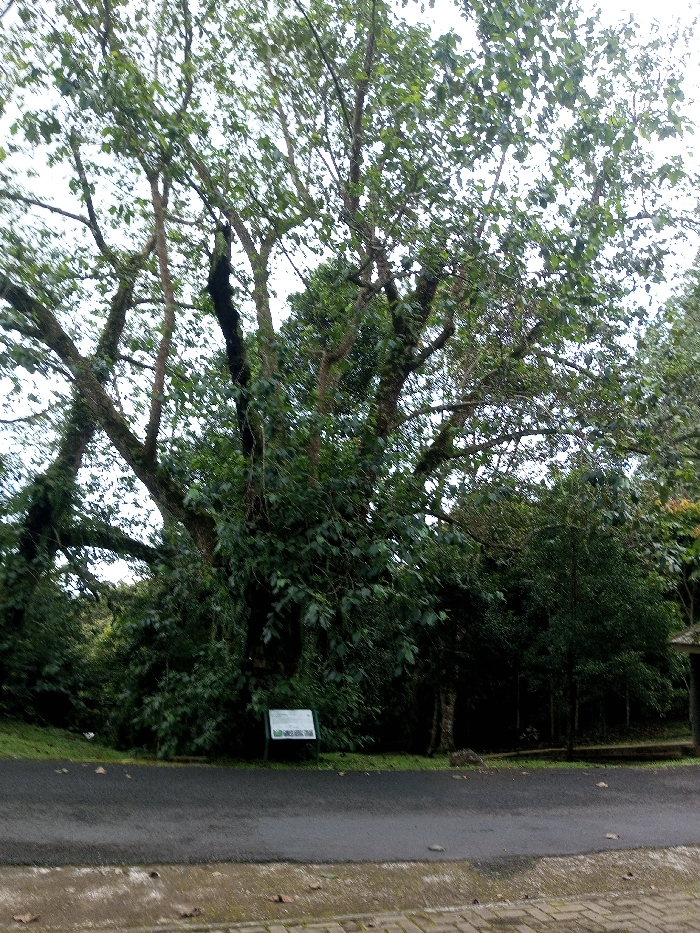 A sprawling tree dominates the scene, its branches reaching high against a cloudy sky. Its thick trunk is shrouded in dense greenery. Beneath the tree, a sign stands beside a paved road. Beyond the tree, a lush forest extends into the distance, partially obscured by shadows and foliage. The lower portion of the image shows the asphalt road and a section of stone pavement.