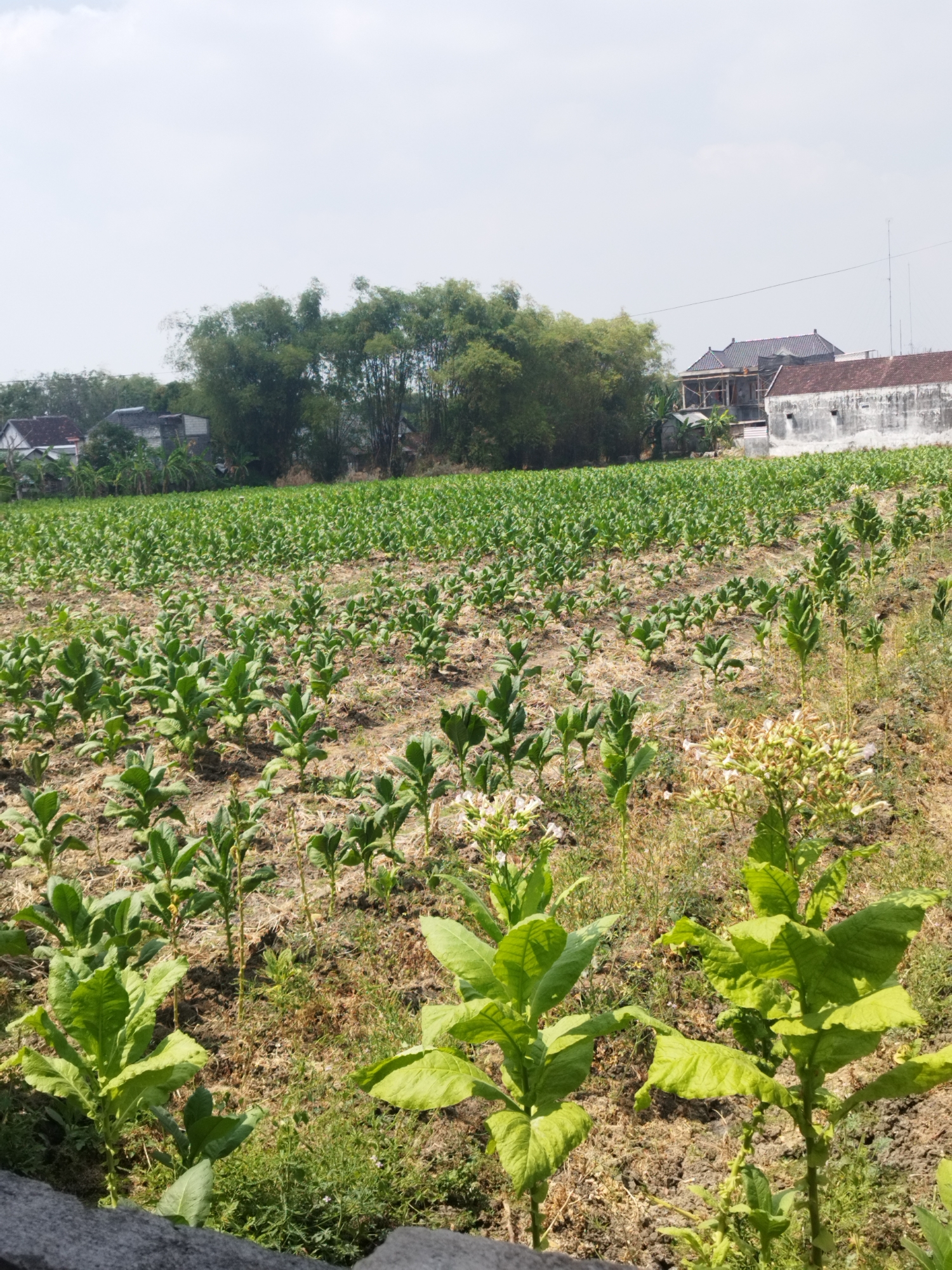 The image depicts a tobacco field located in Woro, Indonesia. The field is densely planted with rows of young tobacco plants, characterized by their large, green leaves and upright stems. The soil appears dry and brown, with some patches of grass and weeds growing between the plants. In the background, several houses with tiled roofs and a stand of bamboo trees are visible. The sky is overcast with a few thin clouds. The scene is captured from a low angle, emphasizing the vastness of the agricultural landscape. No people are present in the image.