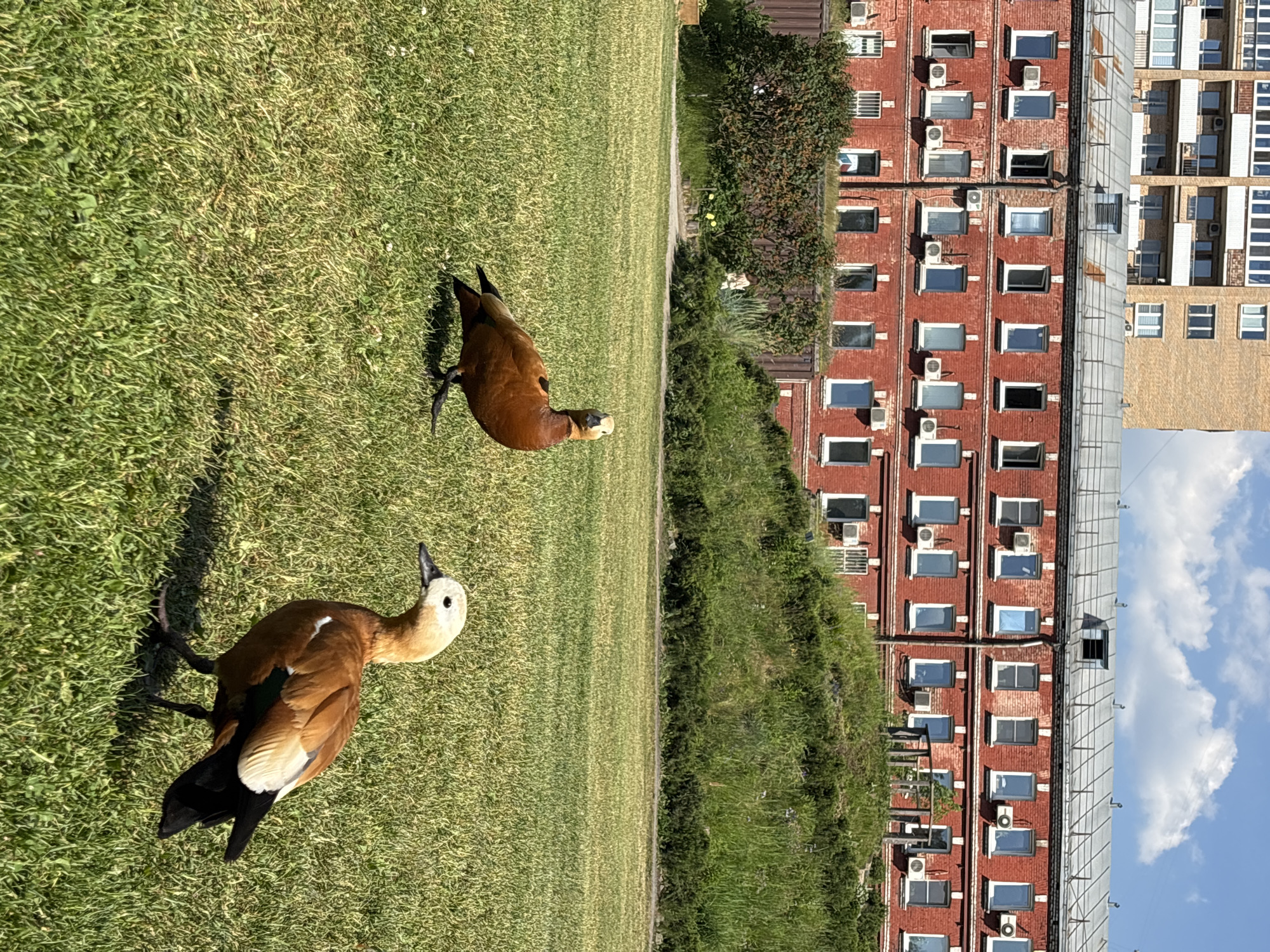 The image shows two ruddy shelducks on a grassy lawn in front of a brick apartment building. The ducks are brown with lighter colored heads and wings. One duck is facing the camera, and the other is facing away. The apartment building is red brick with many windows. The weather appears to be sunny, and it is daytime. The scene is likely in Moscow, Russia, given the architectural style of the building. There is no visible text in the image.