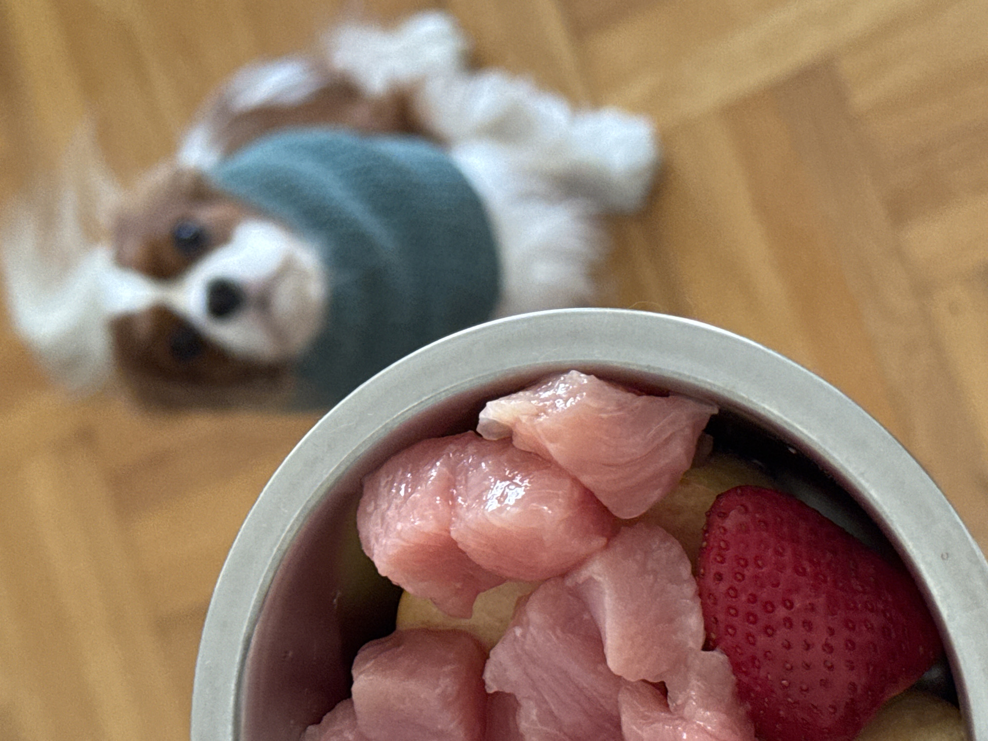 The image captures an indoor scene featuring a close-up of a metal food bowl with a dog in the blurred background.
In the foreground, a shiny, silver-colored metal bowl is filled with a fresh meal. The contents primarily consist of numerous chunks of raw, light pink meat, likely chicken or turkey, cut into irregular, bite-sized pieces. Partially visible among the meat and other obscured ingredients is a single, vibrant red strawberry, its textured surface with small seeds clearly distinguishable. There appear to be some lighter, yellow/tan colored food items beneath the meat, possibly pieces of fruit or vegetables, providing a base for the meal.
In the soft-focus background, a Cavalier King Charles Spaniel lies on a light-colored wooden floor. The dog has distinctive brown and white fur markings, typical of the breed, and is wearing a teal or turquoise-colored sweater or vest. Its head is angled towards the food bowl, and despite the blur, its dark eyes seem to be fixed on the meal, conveying an eager or expectant expression. The wooden floor planks run diagonally across the background.
The scene depicts a moment of pet care, likely meal preparation or feeding time for the dog. The lighting suggests a well-lit indoor environment, possibly natural daylight filtering in. There is no visible text in the image.