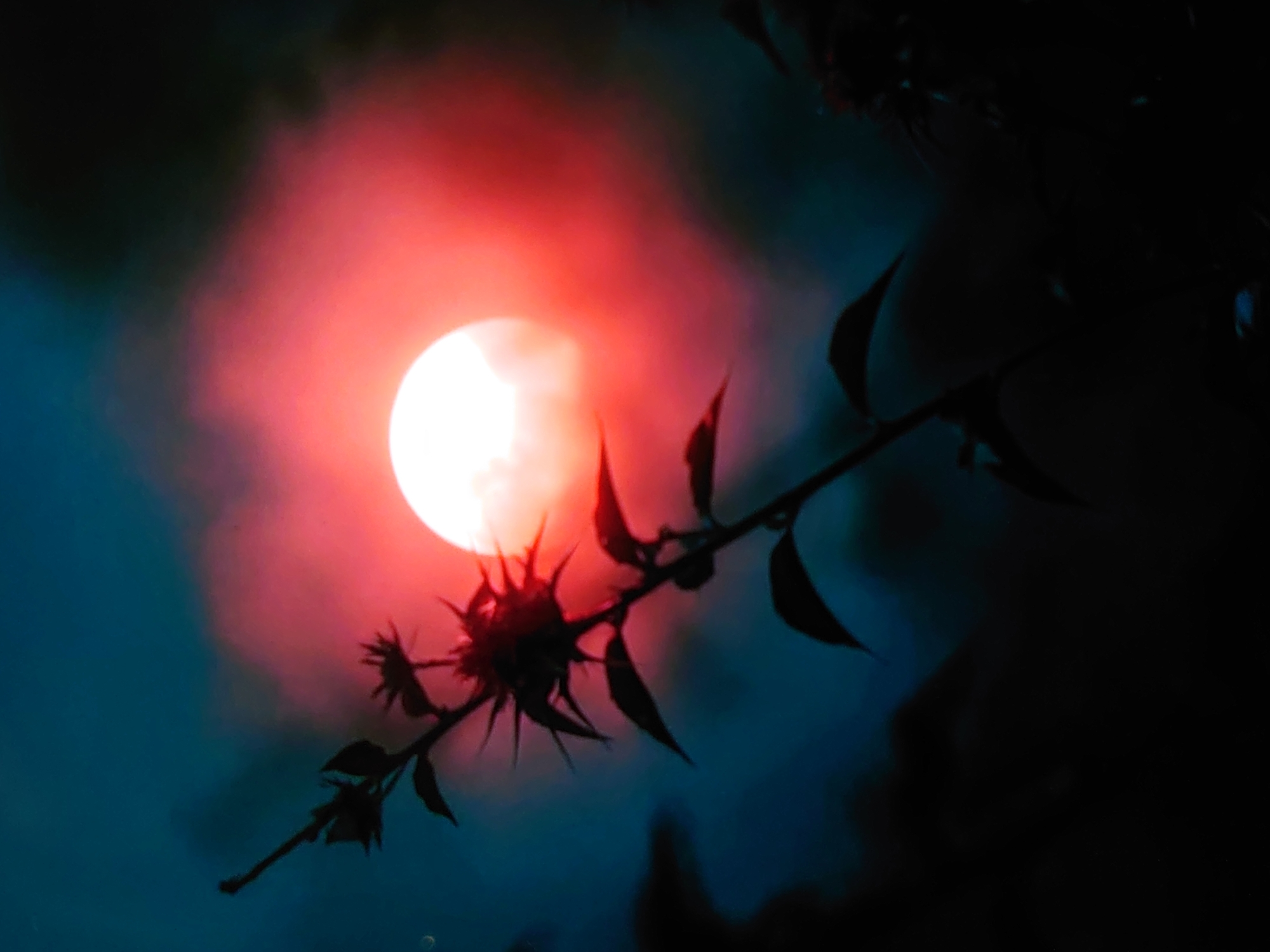 A silhouette of a plant with spiky leaves stands in the foreground, facing a bright, reddish-orange orb that appears to be the sun partially obscured by clouds or haze. The background transitions from a deep blue to black. The overall impression is one of a twilight or dawn scene. The image does not contain any elements that allow for the identification of a specific location in Belorechensk, Russia.