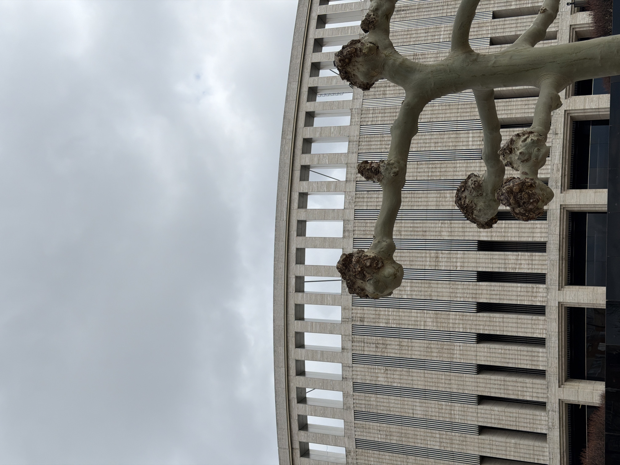 A low-angle shot captures a tree branch with distinctive bulbous knots in the foreground, contrasted against a modern architectural building and overcast sky in the background. The building features a repeating pattern of horizontal lines intersected by vertical architectural columns, with recessed rectangular openings. The architecture implies a contemporary urban setting. The sky is heavily clouded. There are no people visible. The photo is taken at an angle, with the tree branches appearing to extend into the frame from the upper right, and the building situated slightly off-center. There is no mention of Krasnodar, Russia in the picture.