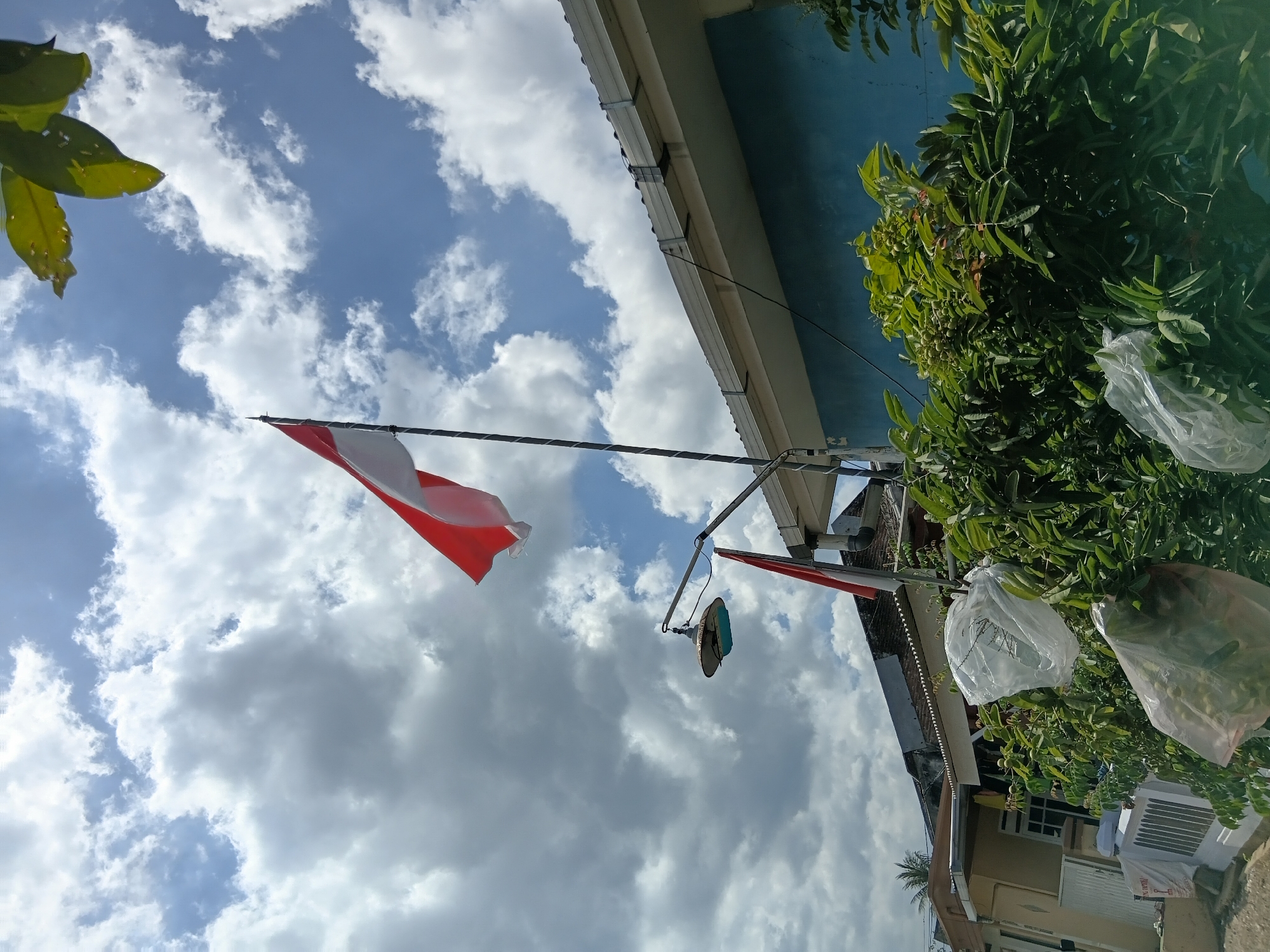 The image depicts a close-up of a tree with bunches of fruit bagged in clear plastic, situated in front of a building. The tree's leaves are green and abundant, obscuring much of the building behind it. A flag, predominantly red and white, is prominently displayed on a flagpole in the background, suggesting a national or cultural context. The sky above is a mix of blue and white clouds. The scene appears to be outdoors, possibly in a residential area. The location is identified as Tanggul Wetan, Indonesia.