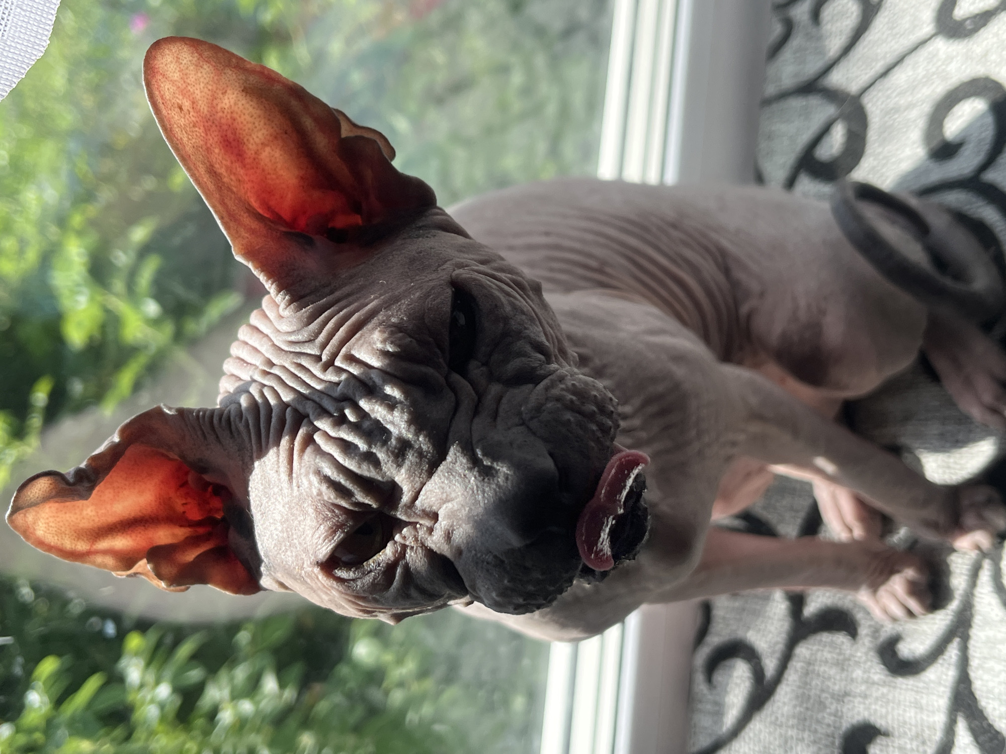 This is a close-up, eye-level, vertical shot of a Sphynx cat sitting indoors, looking directly at the camera. The cat is light pink with visible wrinkles on its head and body. Its ears are large and translucent, with red hues from the light shining through them. The cat's mouth is slightly open, and its pink tongue is sticking out, with what appears to be some dark matter on it. Sunlight illuminates the cat from the side, casting shadows. The background is blurred green foliage, suggesting an outdoor environment viewed through a window. The cat is sitting on a patterned surface, possibly a cushion or rug, with visible swirl designs. The location is not specified in Nizhny Tagil, Russia.
