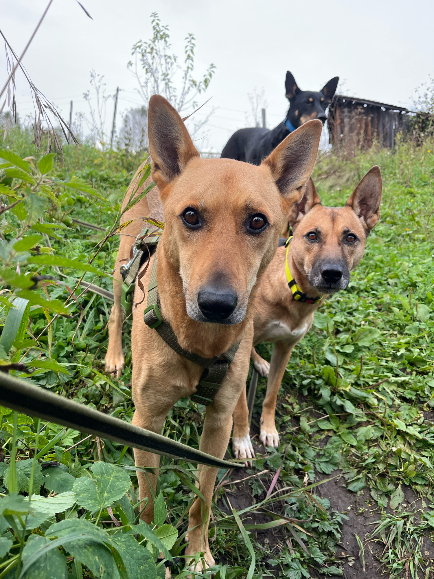An outdoor, low-angle, medium shot captures three dogs in an overgrown, grassy area. In the foreground, a tan dog wearing a green harness faces the camera, with its head and chest filling the left side of the frame. To its right and slightly behind, another tan dog with a yellow and black collar looks forward. In the background, a black dog with a blue collar stands partially obscured by the tan dogs, facing a weathered wooden structure. The environment consists of dense green vegetation, mud, and a cloudy sky. The image appears to have been taken in Nizhny Tagil, Russia.