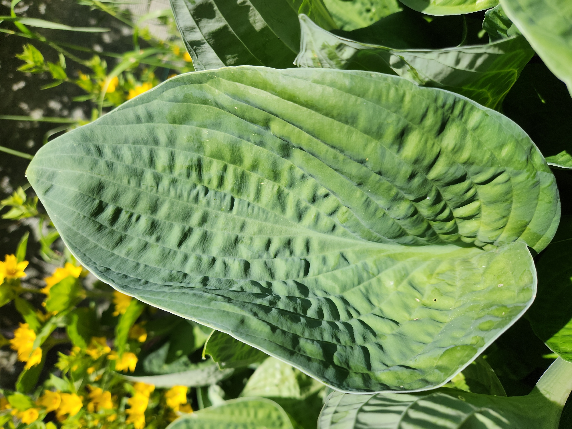 A close-up, eye-level shot captures a large, textured green hosta leaf in the foreground. The leaf has prominent parallel veins and a ruffled edge. Behind it, a blurred background reveals yellow flowers and other greenery, bathed in sunlight. Shadows from nearby foliage fall across the hosta leaf. The scene appears to be in a garden or park setting within Idar-Oberstein, Germany, likely during daylight hours. There are no people or animals visible.