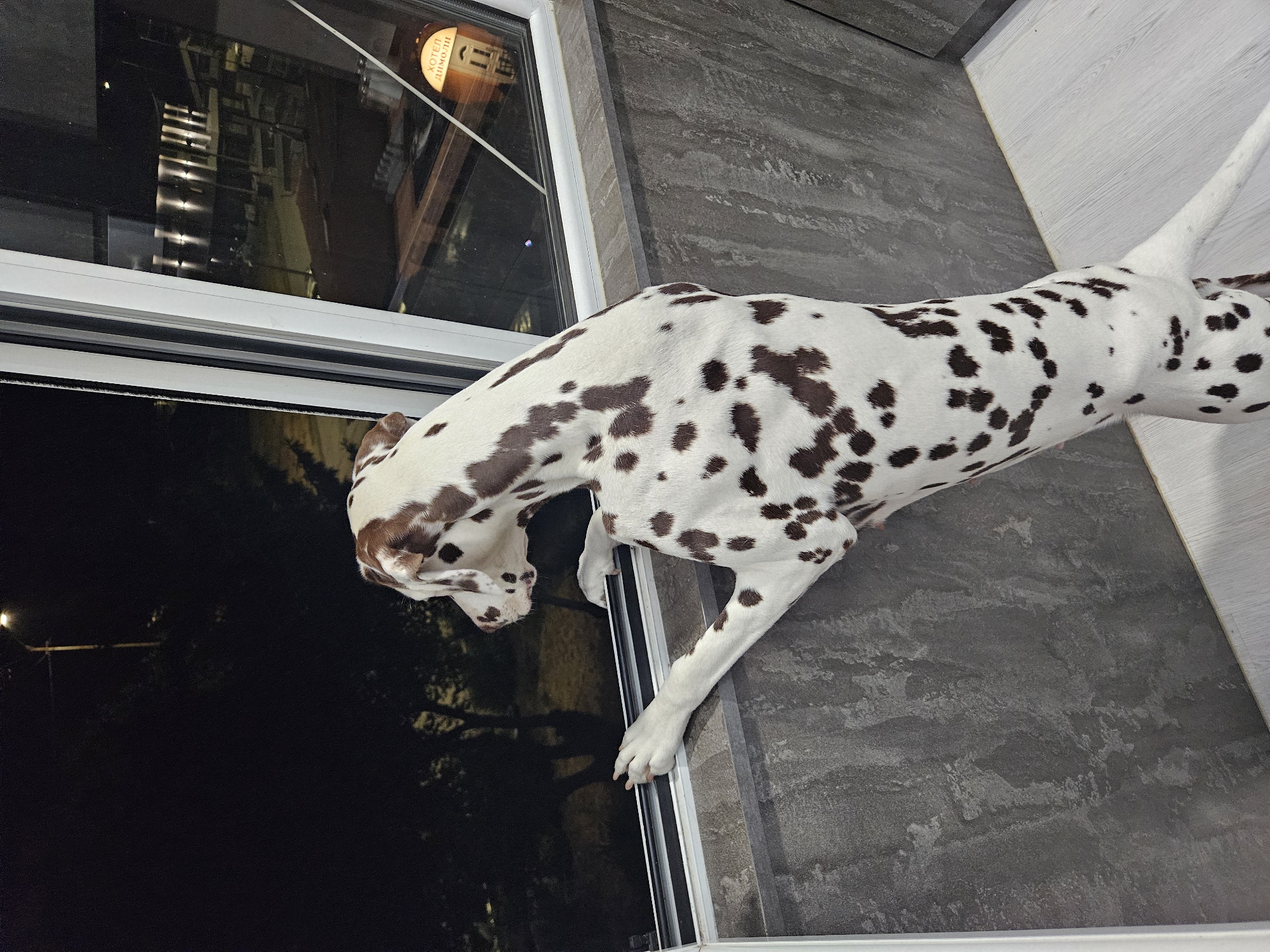 The image displays a brown-spotted Dalmatian dog intently gazing out a window at night. The dog, predominantly white with numerous irregular brown spots, is positioned across the frame, with its body extending from the upper right towards the lower left. Its head is lowered, peering into the dark exterior through the window, which occupies the left side of the image.
The window has a white frame and reveals a dark night scene outside. Faint artificial lights from distant buildings and indistinct dark tree shapes are visible through the glass. A circular sign, bearing the Cyrillic text "ХОТЕЛ ДИМОЛИ" (HOTEL DIMOLI), is prominently visible, either as a reflection or through the upper portion of the window, indicating the location is Elin Pelin, Bulgaria.
Inside, on the right side of the image, two distinct types of flooring are visible: a dark grey, textured surface, possibly resembling concrete or stone, meets an adjacent lighter, possibly wooden or laminate floor at an angle. The dog's front paws are near the window frame, suggesting it is standing on the indoor floor. The dog's posture conveys curiosity and focus on the external view during the nighttime.