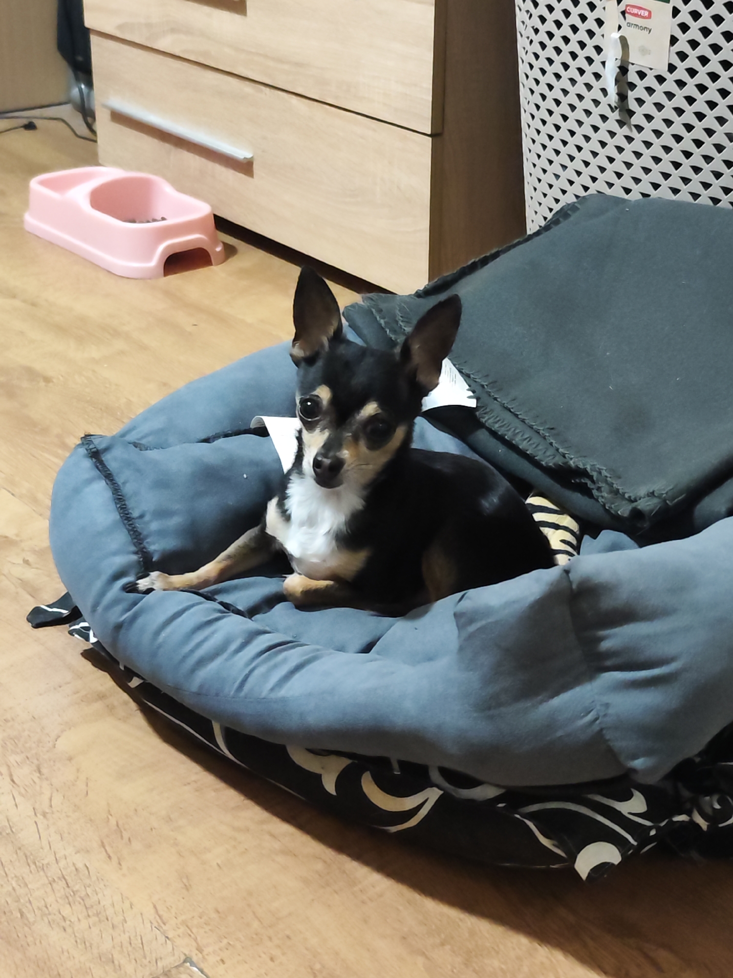 A black and tan Chihuahua dog is sitting in a round blue dog bed on a wood floor. The bed has a black and white patterned bottom and a blue blanket is also visible. A pink dog bowl is located near a light brown dresser in the background. A white laundry basket is partially visible in the upper right corner. The location is presumed to be indoors, possibly in a home, but there is no data in this image to specifically identify the location in the city of Sofia, Bulgaria.