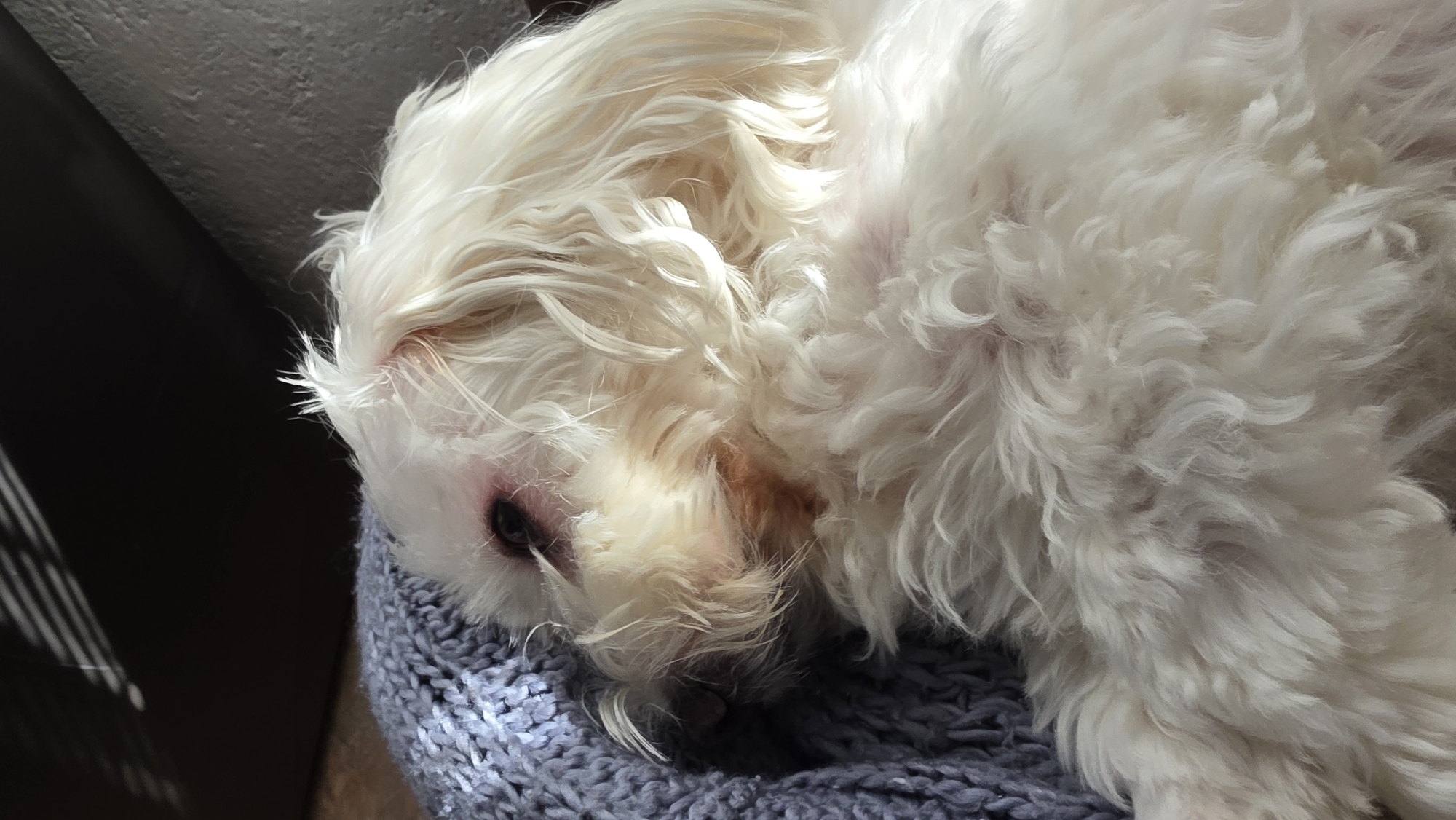 A white, long-haired dog rests on a grey knitted surface. The dog is lying down with its head turned to the left. The background is dark. No evidence to support a location in Blagoevgrad, Bulgaria.