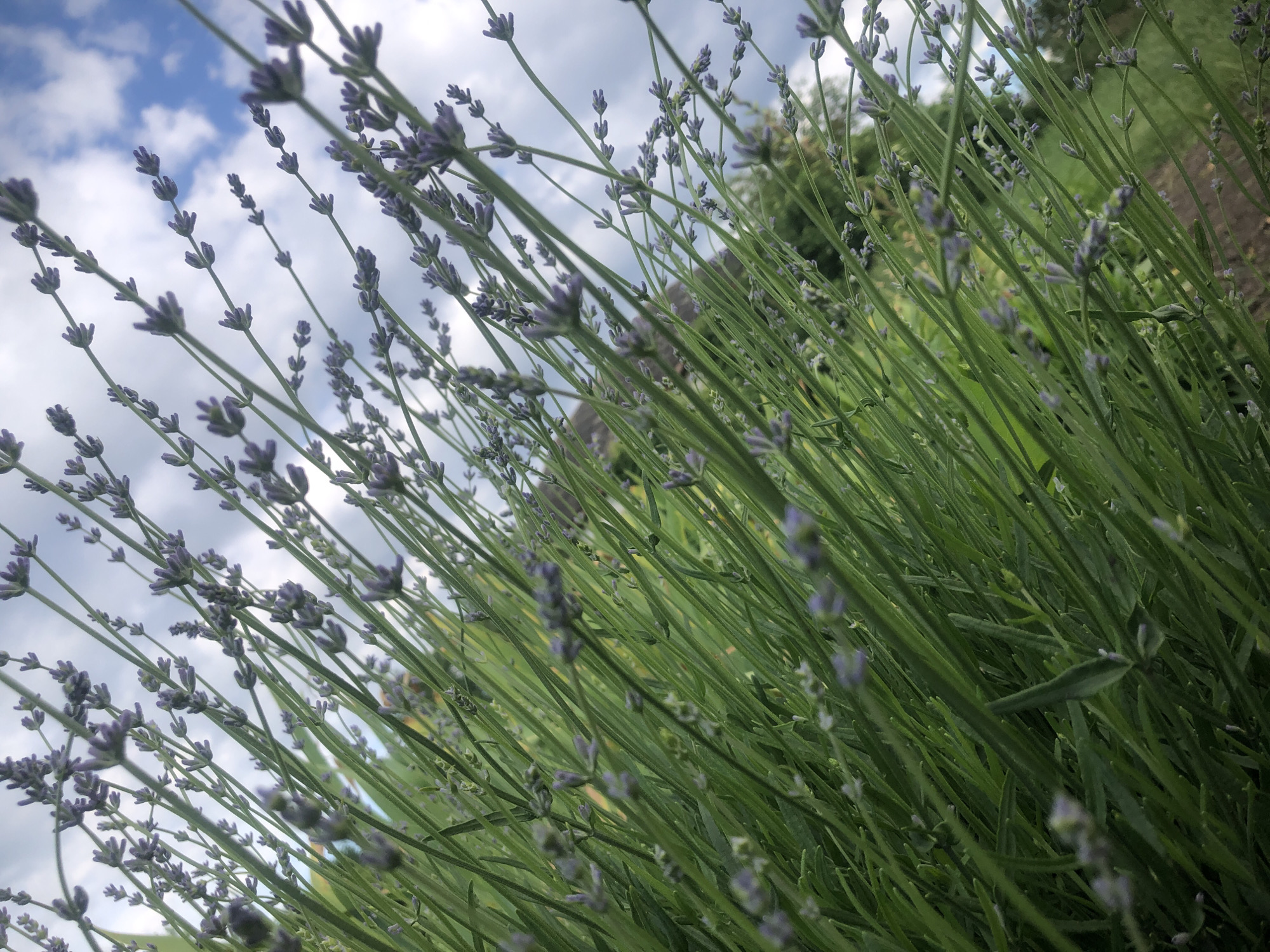 A low-angle, close-up, eye-level shot captures a dense field of green lavender stalks topped with small, closed purple buds. The lavender is in the foreground, with thin, vertical green stems dominating the frame, angled slightly to the right. The background is a blend of soft green foliage and a cloudy sky with patches of blue. The overall impression is one of natural abundance and the cusp of bloom. The location is Unknown, Unknown.
