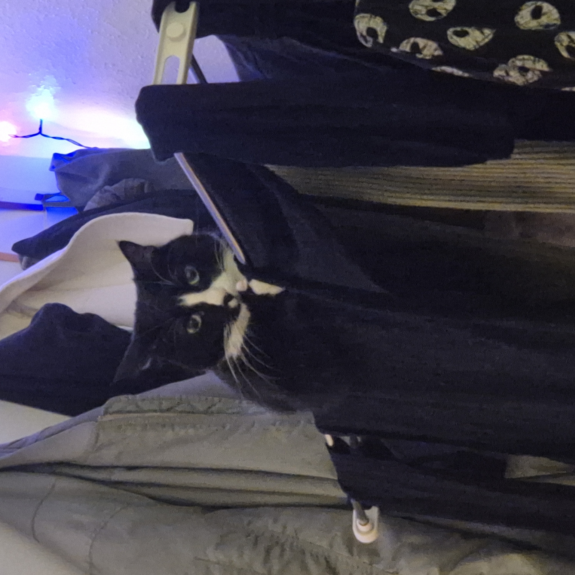 A black and white cat is nestled amidst a pile of clothing in a room. The room is dimly lit with multicolored string lights in the background. A clothing rack is present, with clothing hanging on it, and additional clothing is draped around the cat. The location is not discernible.