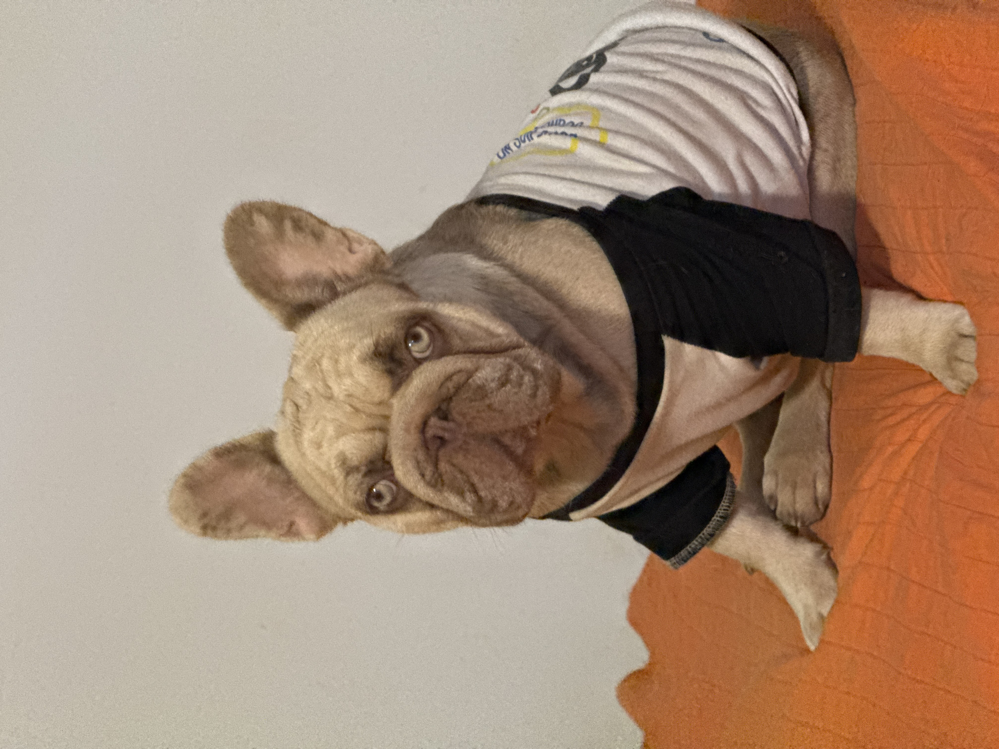 A light-brown French bulldog is sitting on an orange surface. The dog is wearing a t-shirt with black sleeves and a white body. The t-shirt has some yellow and blue text and images on it. The dog is looking directly at the camera with a slightly furrowed brow. The background is a plain, light-colored wall. There are no discernible features that place this image in San Benedetto del Tronto, Italy.