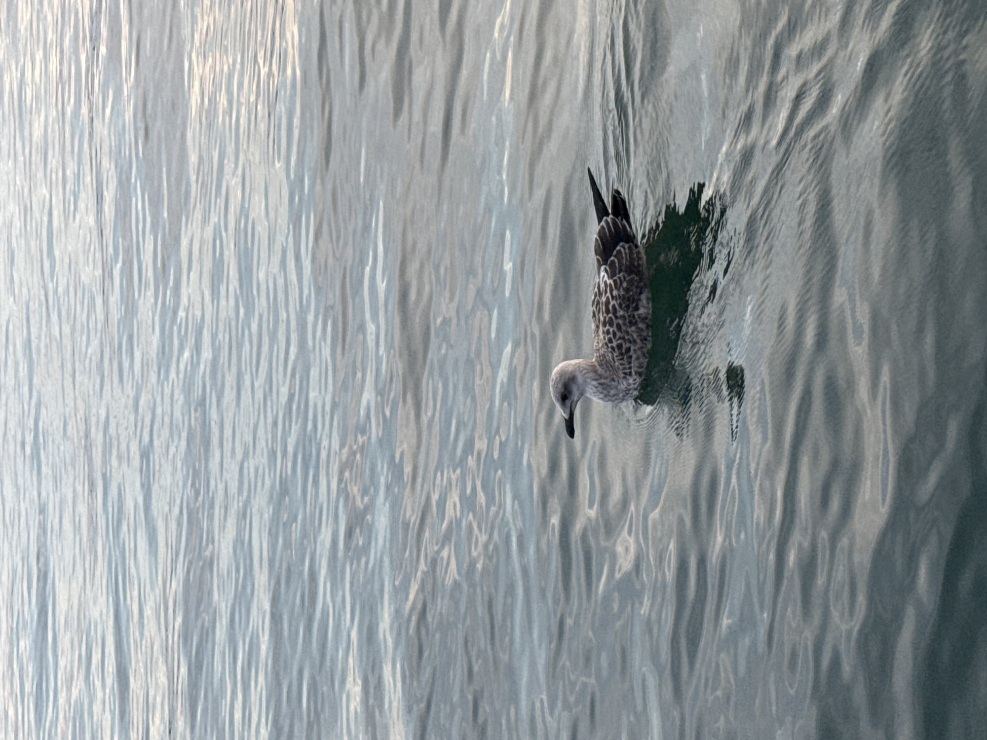 A single seagull floats on the rippling surface of the sea. The water is a mottled grey-blue, reflecting the overcast sky. The seagull, predominantly white with mottled grey and black markings on its wings and back, faces to the left. Its beak is dark. The bird is positioned in the lower center of the frame, with its body partially submerged. The background consists of endless water, with subtle variations in light and shadow creating a textured appearance. No specific landmarks or urban features are visible, suggesting an open body of water. The scene is tranquil and natural, with no human presence or discernible activity beyond the bird's passive floating. This image could be taken anywhere along the coastline of Burgas, Bulgaria, where such natural scenes are common.