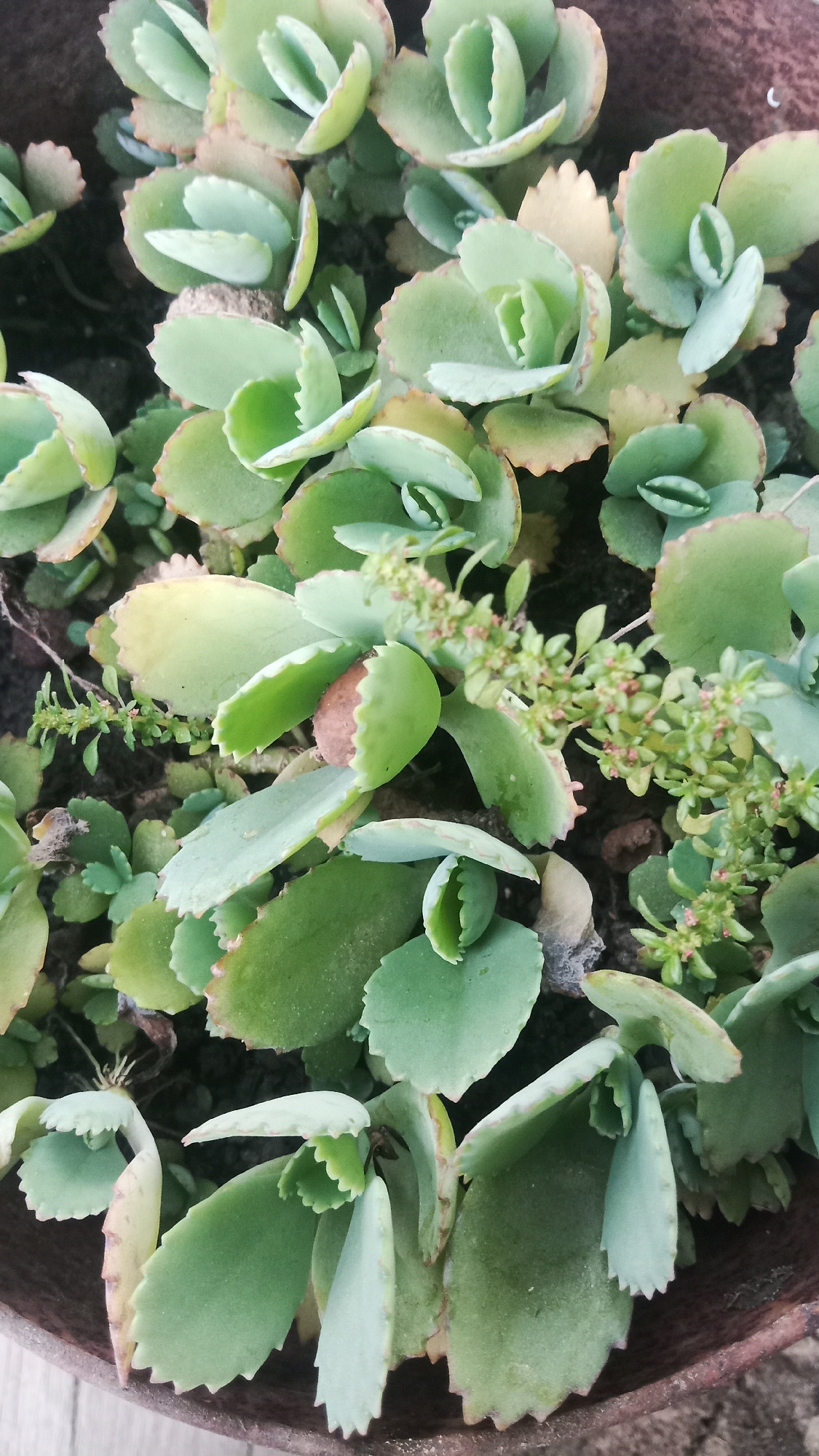 The image shows a close-up, overhead view of a planter filled with succulent plants. The plants have thick, fleshy, ovate leaves with serrated edges, predominantly green in color with some leaves showing reddish-brown or yellowish tinges. Small, pinkish-red buds are visible on thin stems emerging from between the leaves. The plants appear to be in a state of healthy growth, with some newer leaves appearing more compact and rolled at the tips. The planter itself is visible along the bottom and right edges, appearing to be made of a reddish-brown material, possibly terracotta or weathered metal. The background is a dark, out-of-focus soil. The scene is set outdoors, likely in a garden or patio area. No people or animals are present in the image. The location in Sungai Sipai, Indonesia, is not visually identifiable from the image content.