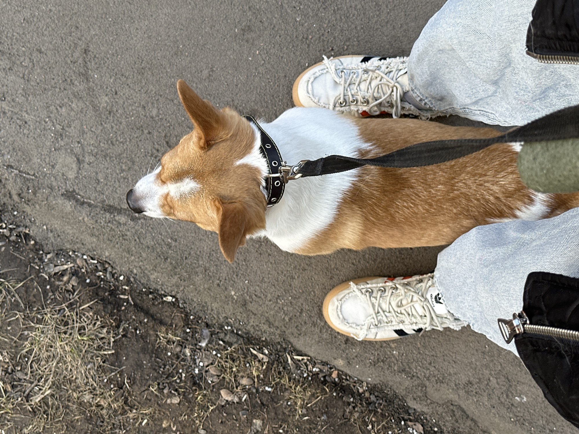 The image shows an aerial perspective of a person walking a Corgi dog on a leash. The dog is predominantly brown and white with a black collar. The person is wearing light blue jeans and white Adidas sneakers with a brown sole and untied laces. The dog is on the left side of the person. The ground is a mixture of asphalt and dirt with scattered dead grass. A part of the person's black jacket is visible on the right side. The picture might be taken in Moscow, Russia, but there is no specific indicator in the image to confirm this.