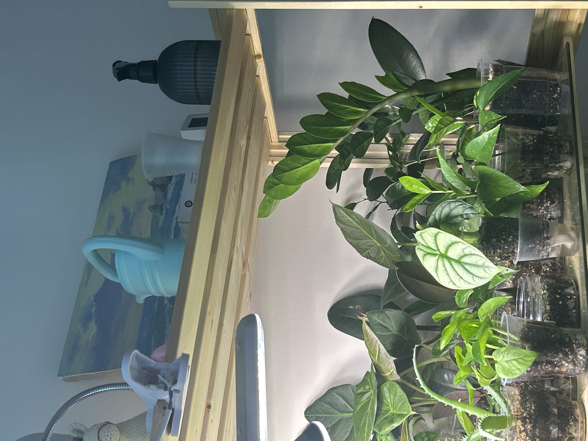 The image shows a shelf with various items and plants. On the shelf, there's a painting, a blue watering can, a lamp, and a dark-colored bottle. There are also several plants in clear containers, with visible soil. The plants have different leaf shapes and sizes, some with broader, darker leaves and others with smaller, brighter green leaves. The shelf itself is made of light-colored wood. The location of the image is not discernable as being in Saint Petersburg, Russia, from the image alone.