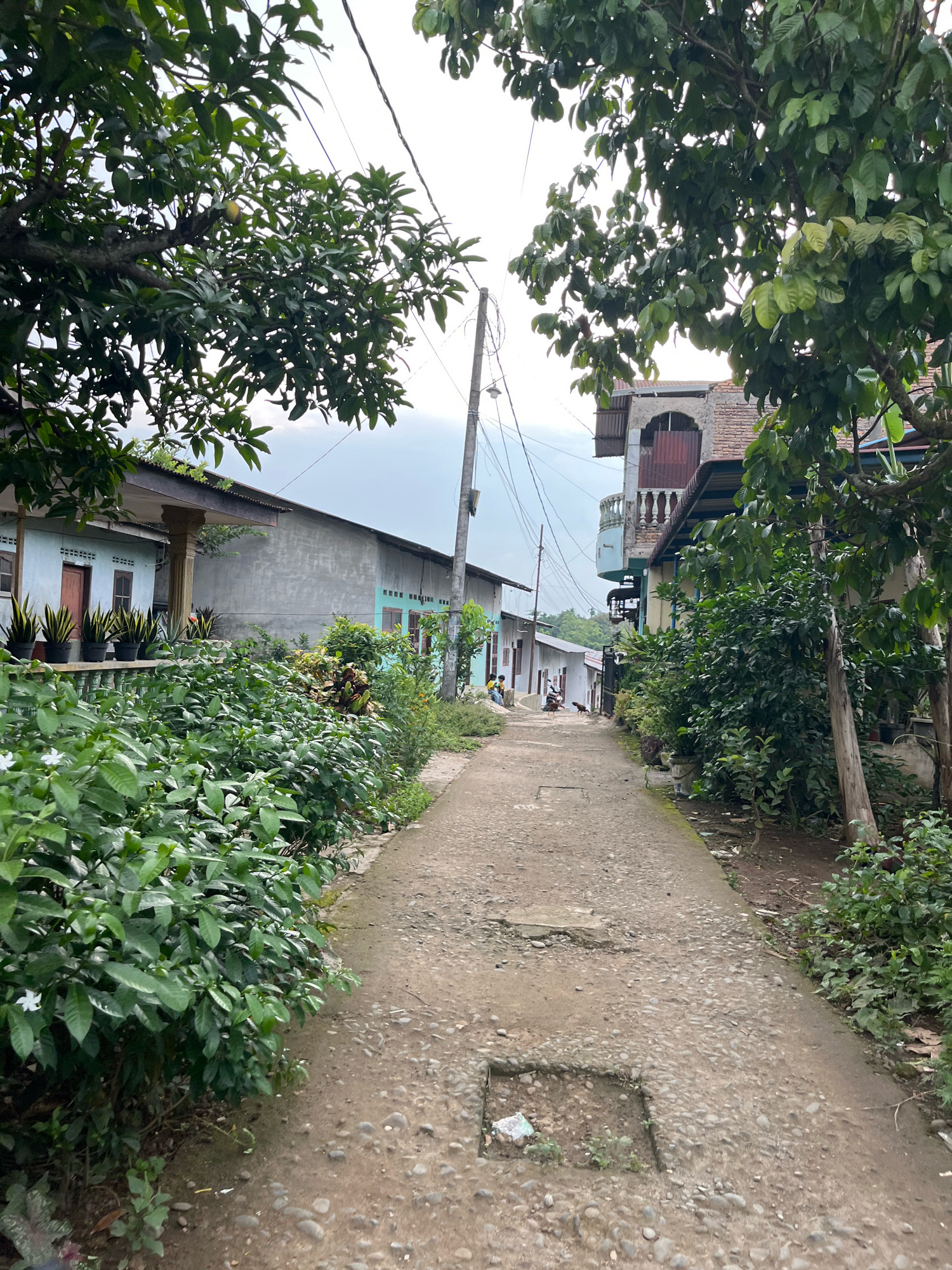 The image depicts a narrow, paved alleyway in Patumbakkampung, Indonesia, flanked by houses and lush vegetation. The alleyway is made of concrete with visible pebbles and shows some signs of wear and tear, including a square cutout with dirt and small plants. On the left side, a house with a light blue exterior and wooden doors is visible, with a row of potted snake plants along a railing. Dense green bushes and some white flowers are in the foreground. On the right, a multi-story building with a brick facade and a balcony can be seen, along with more trees and foliage. Several people are present further down the alley, some sitting, and one person appears to be near a motorcycle. Electrical wires are strung overhead, typical of a residential area. The overall scene suggests a tranquil, lived-in neighborhood environment with abundant plant life.