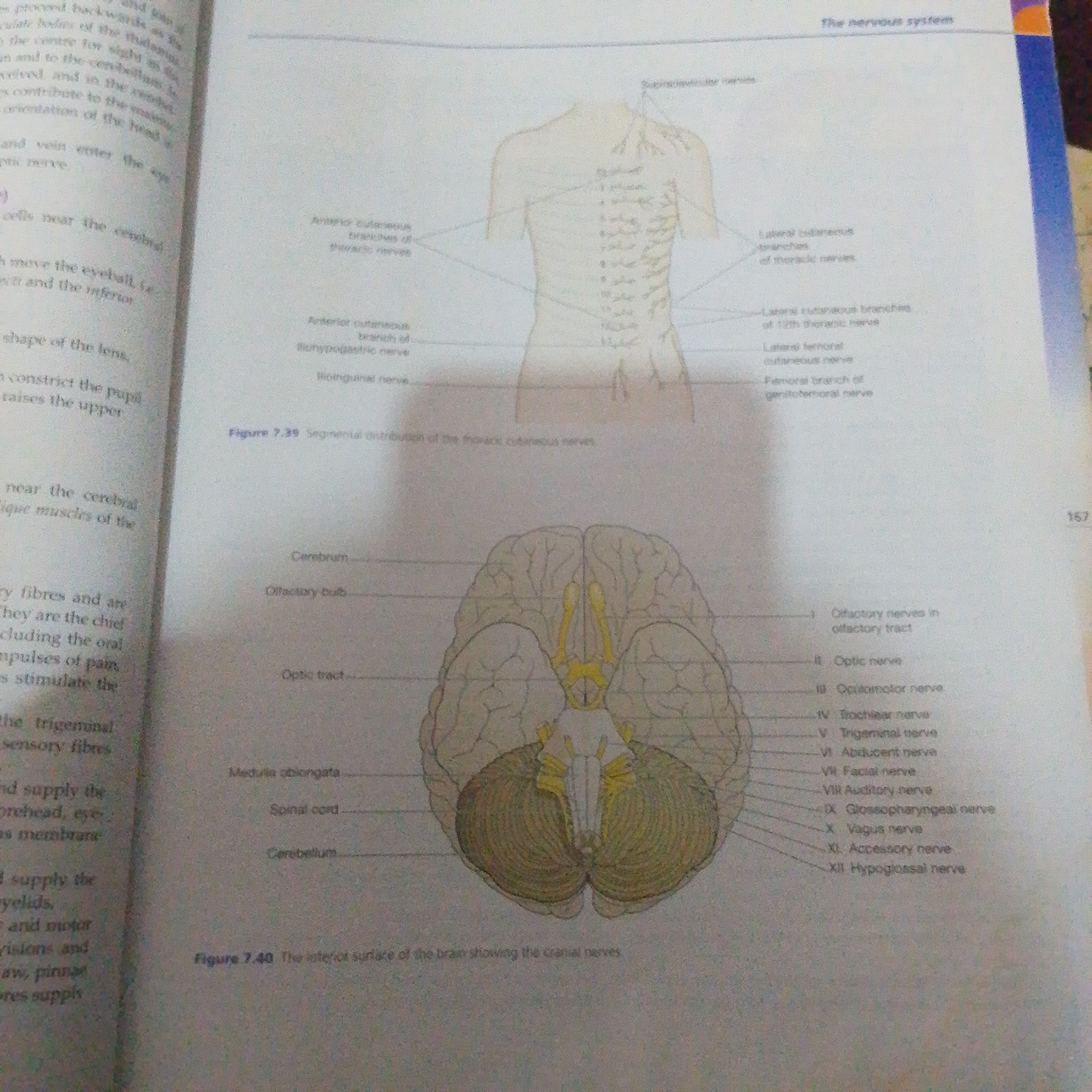 This is a close-up photograph of an open textbook, showing two pages of a biology or anatomy text. The pages are filled with diagrams and text, indicating an educational setting.
On the left page, there is text describing parts of the nervous system, with some of the writing faded or partially obscured. A diagram illustrating the spine and nerves is visible on the right side of this page, with labels pointing to different nerve branches.
The right page features a diagram of the human brain from an inferior view, also with numerous labels pointing to different parts and cranial nerves. The text above and below the diagrams provides explanations and figure captions. The page number "167" is visible in the top right corner.
The overall impression is that of a student studying or a textbook on display, likely in a quiet, indoor environment. There are no people or explicit location cues to suggest Jalingo, Nigeria, or any specific time of day or weather. The content is purely anatomical and educational.