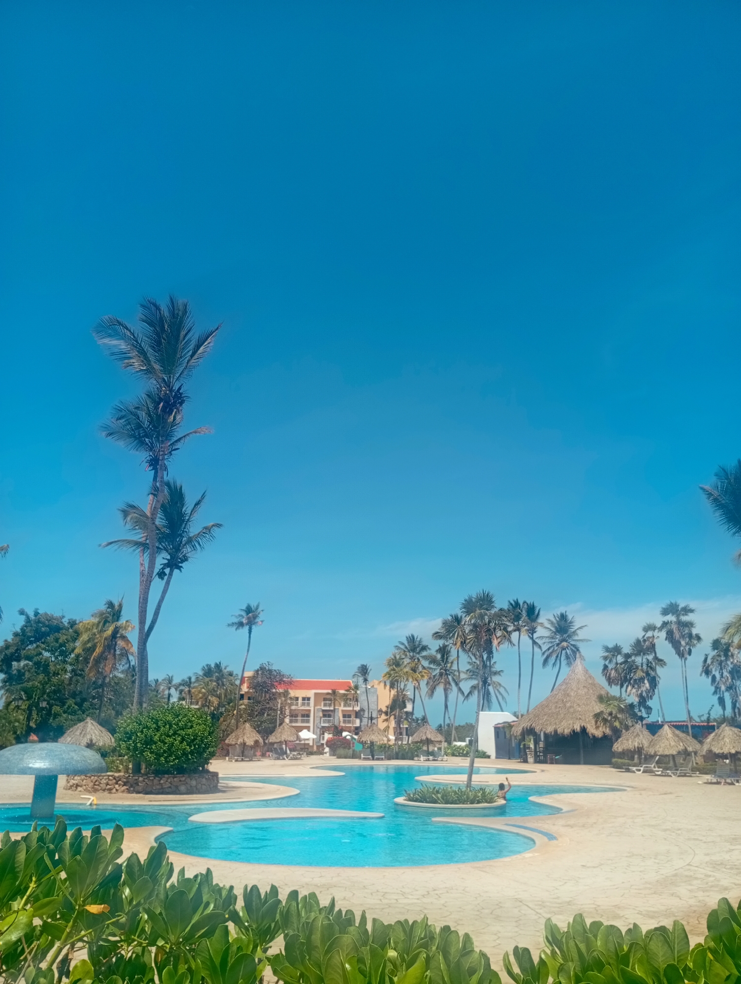 This vibrant photograph captures a sun-drenched resort swimming pool area, typical of a tropical vacation destination like Playa El Agua, Venezuela. The upper portion of the image is dominated by a clear, azure blue sky.
The scene features a large, irregularly shaped swimming pool with clear, light blue water, comprising several interconnected sections that wind through the landscape. The pool deck is a light-colored, patterned surface. To the left, a unique mushroom-shaped water feature with a blue mosaic-like surface is visible. Lush green tropical foliage fills the immediate foreground, and smaller bushes adorn circular islands within the pool.
Numerous tall palm trees, some bearing coconuts, are scattered throughout the area, framing the pools and adding to the tropical ambiance. In the mid-ground, several traditional thatch-roofed structures, including a larger open-sided palapa and smaller individual cabanas, are visible, suggesting shaded areas for relaxation, along with white lounge chairs.
In the background, multi-story resort buildings with orange-tiled roofs and light-colored facades are nestled among additional palm trees and dense greenery, indicating a hotel complex. One person is visible in a section of the pool, with an arm raised, suggesting they are swimming or enjoying the water. The bright, clear sky indicates daytime, with sunny weather, creating an atmosphere of leisure and relaxation. There is no visible text in the image.
