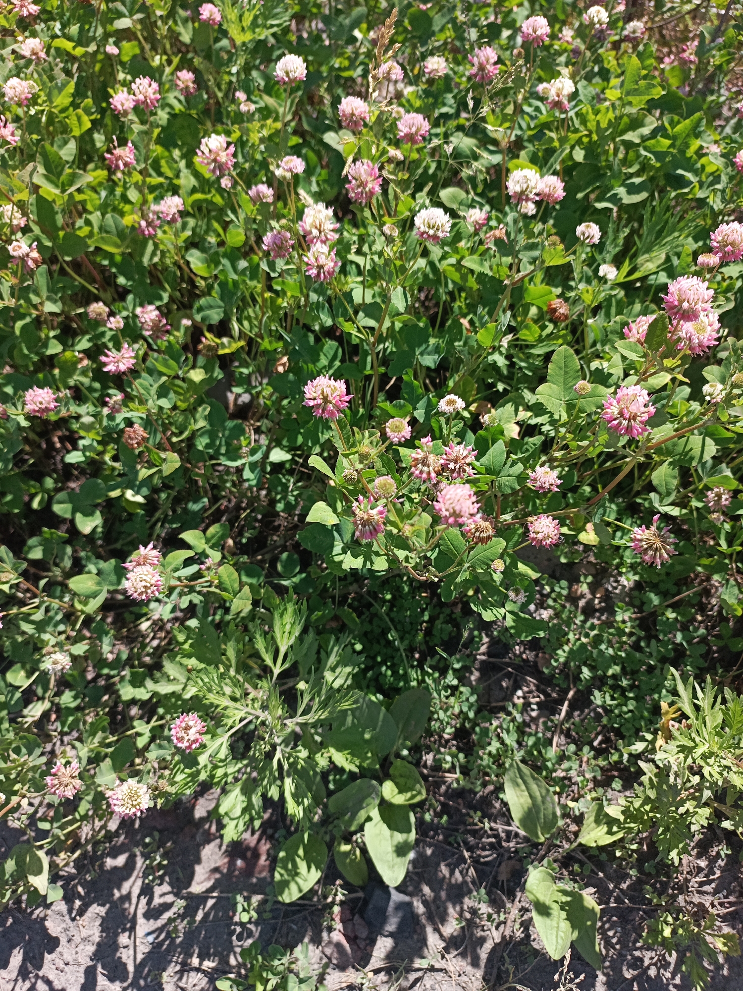 The image shows a close-up view of a patch of clover in a natural outdoor setting. The clover is in bloom, with many pink and white flower heads visible amongst the green foliage. The ground beneath the clover appears to be a mix of soil and smaller, creeping plants. Sunlight filters through the leaves, creating dappled shadows on the ground. There are no people or man-made objects visible in the image, and the setting suggests a park, garden, or other uncultivated area within the city of Unknown, Unknown. The focus is on the textures and colors of the plants, with an emphasis on the clover flowers and leaves.
