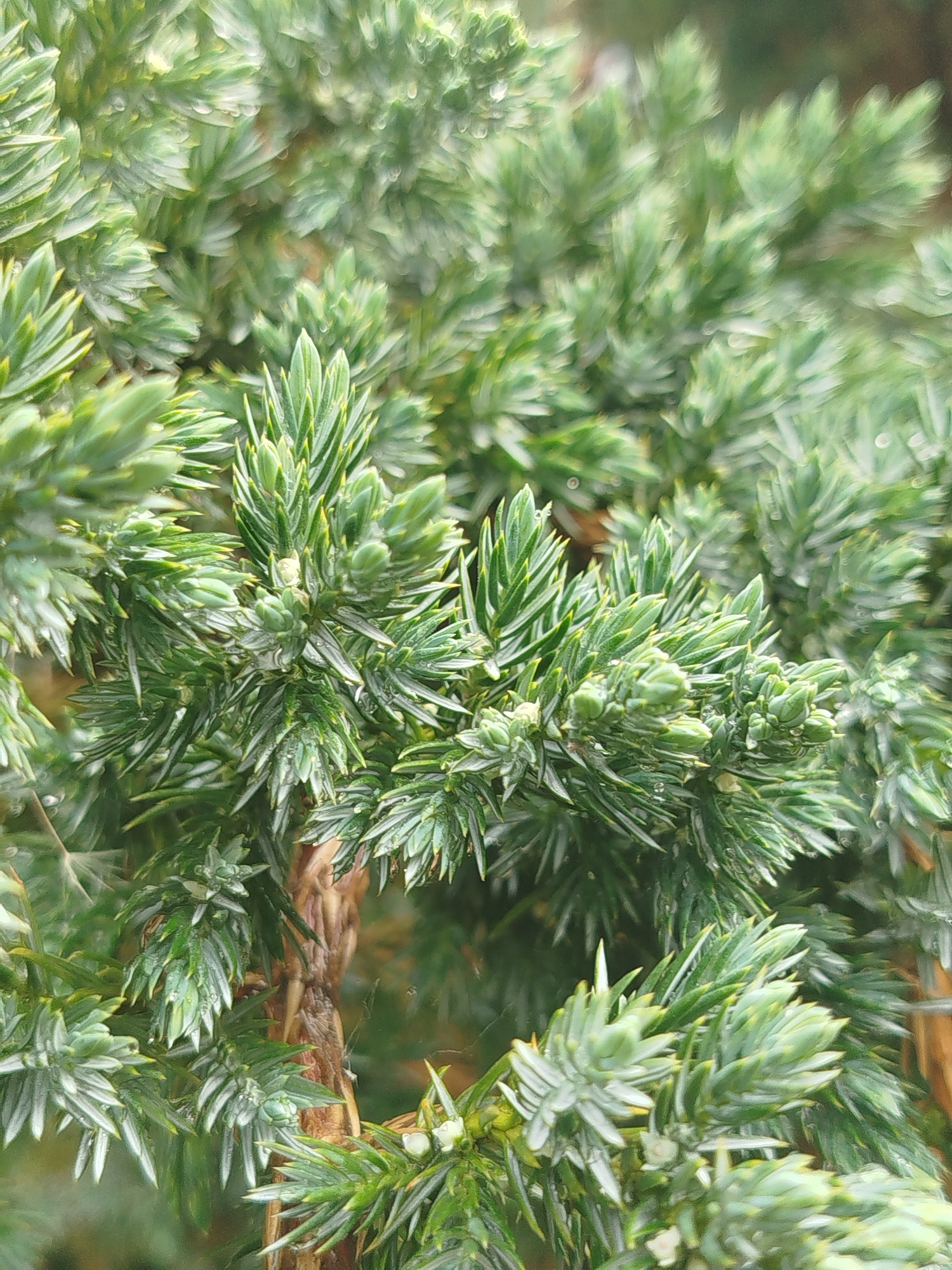 Close-up of a juniper bush with dense, green foliage. The plant is located in Боровково, Russia. The needles are pointed and have a slight bluish-green hue. Some droplets of water are visible on the foliage. The branches appear dense and tightly packed. A glimpse of brown tree trunk is visible through the foliage.