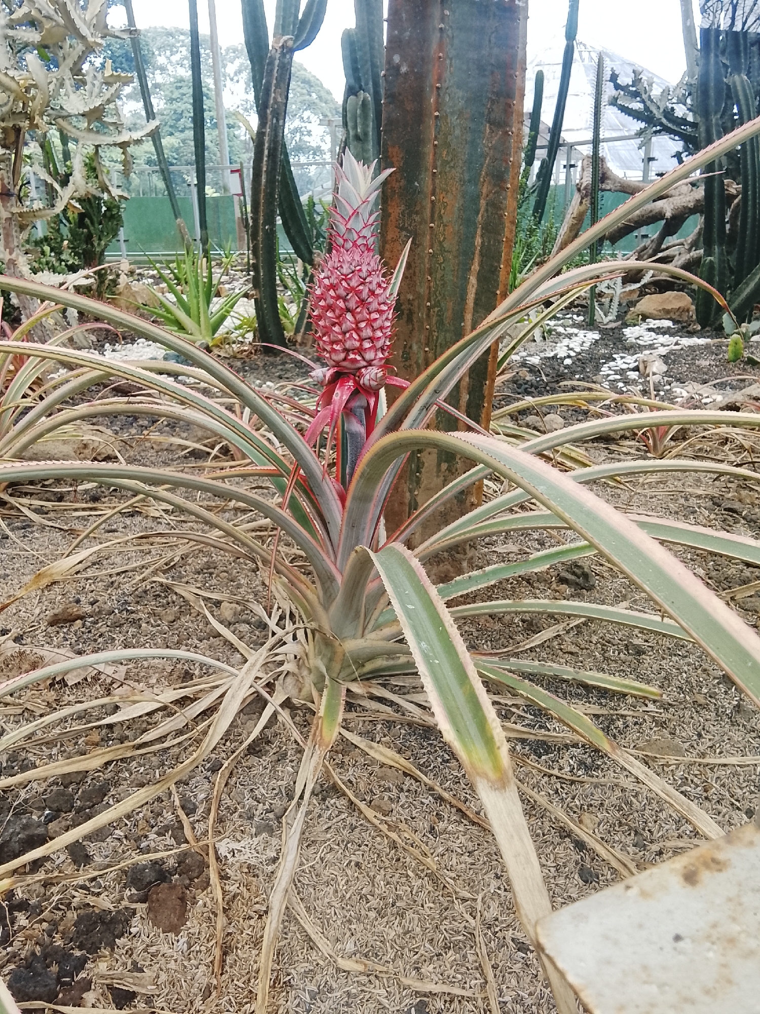 In Baturaden, Indonesia, a close-up shot captures a vibrant red pineapple growing from a pineapple plant with long, spiky green and pinkish-white leaves. The plant is set against a backdrop of various cacti and other arid plants within a greenhouse-like structure. The ground is covered with dark soil, small white pebbles, and scattered dry organic matter. The overall scene suggests a cultivated collection of succulents and cacti in a tropical botanical garden.