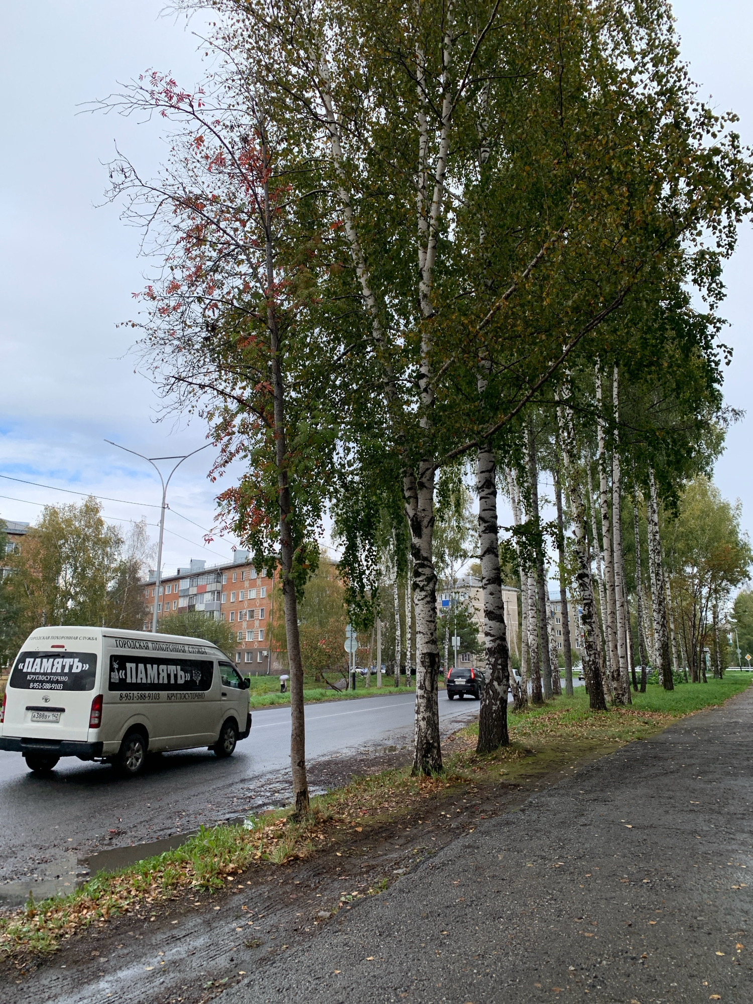 The image captures an overcast day on a street in Prokopyevsk, Russia. A white van, identified by the text on its side as belonging to a "CITY FUNERAL SERVICE" with the name "PALM" (ПАМЯТЬ), is driving on the wet asphalt road. The van has a license plate that reads A 388 BY 142.
The street is lined with a dense row of birch trees, their white and black trunks prominent against the muted sky. Some of the trees have green leaves, while others show signs of autumn with scattered red and yellow foliage. Red berries are visible on a smaller tree in the foreground.
On the left side of the road, apartment buildings with brick facades are visible in the background. A street lamp with a distinctive curved design is also present. On the right side of the road, a paved walkway runs alongside the trees, with fallen leaves scattered on the ground. The overall atmosphere is somber, fitting for the presence of a funeral service vehicle and the autumnal weather.