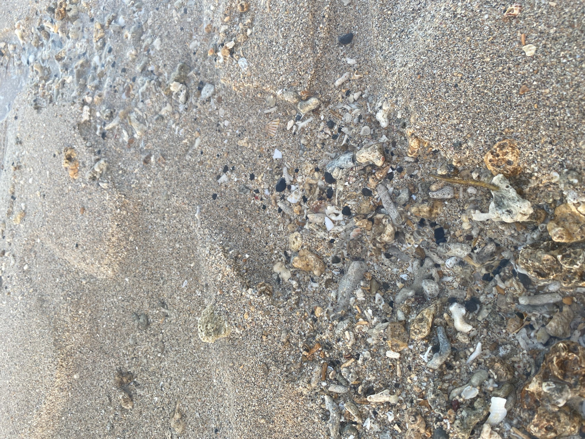 The image shows a close-up view of a sandy beach in Denpasar, Indonesia. The sand is a light brown color and appears damp in some areas, suggesting it is near the waterline. Scattered across the sand are various small pieces of coral, shells, and pebbles. Some of the coral fragments are white and branched, while others are rough and irregularly shaped. There are also darker colored pebbles and a few whole shells, including a small, ridged seashell. A thin layer of clear water is visible in the upper right portion of the image, reflecting the light and creating a shimmering effect on the sand. The overall scene depicts a natural, undisturbed beach environment.