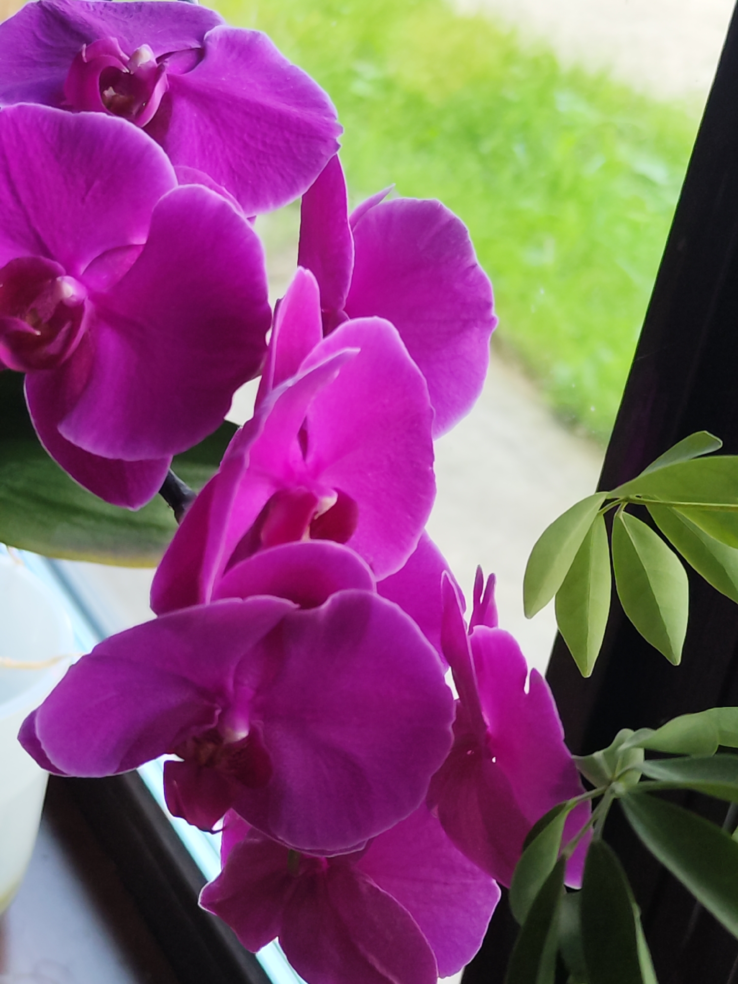 A close-up of purple orchids is captured, with a soft green background suggesting an outdoor or window setting. The flowers are vibrant and detailed, showing intricate petal structures and delicate centers. To the right, a sprig of green leaves adds a contrasting texture and color to the composition. The lighting is gentle, highlighting the natural beauty of the flora. The scene is static, focusing solely on the floral arrangement and its immediate surroundings. There are no people or animals present in the image. The image appears to be taken indoors, near a window, given the blurry green background that resembles foliage seen through glass. The flowers are the main subject, occupying most of the frame. There is no visible indication of the city of Chaikovsky, Russia, within the image itself.