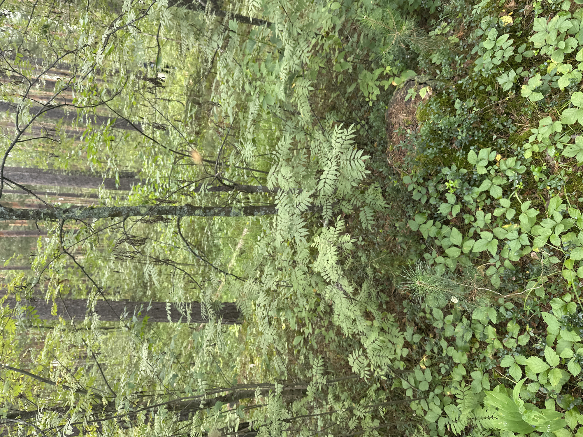 The image depicts a forest scene in or near Соколово, Russia. The environment is characterized by dense foliage, primarily consisting of trees with slender trunks and light green leaves. The undergrowth is lush with various types of green plants, including ferns and smaller leafy bushes. A small pine sapling is visible in the lower right quadrant of the image, growing amongst the ground cover. A moss-covered tree stump is present in the middle right area. The overall impression is one of a natural, undeveloped woodland setting. There are no people or animals visible in the frame.