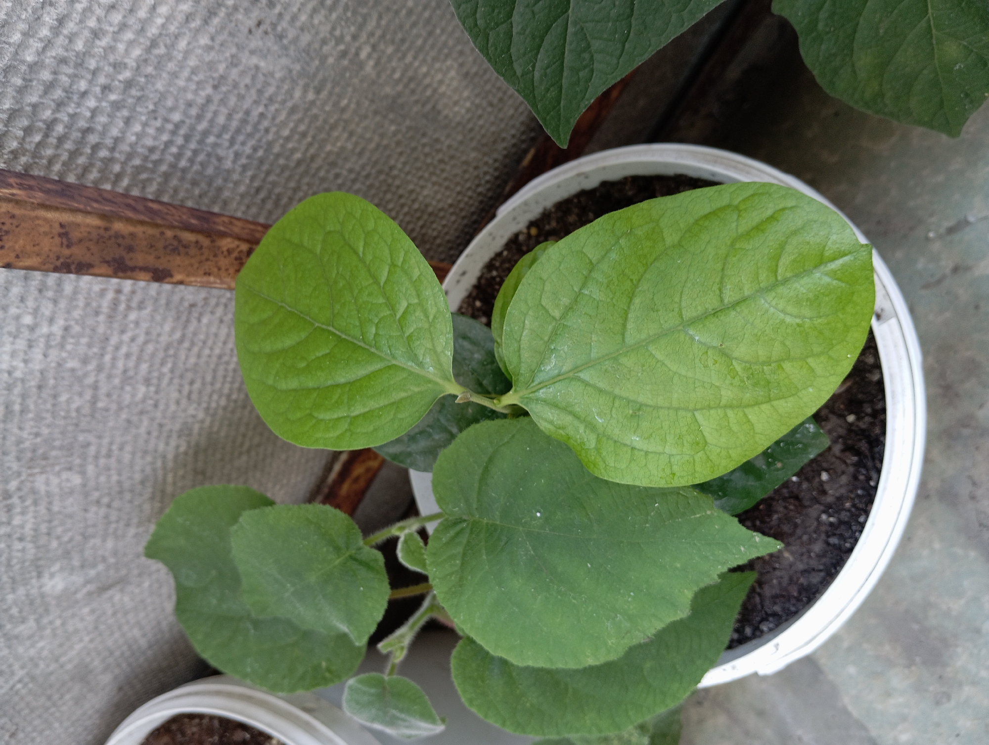 A potted plant with large green leaves is situated outdoors. The plant is in a white plastic pot filled with dark soil. The background consists of a grey, textured surface, possibly a wall or fence, and a vertical brown metal beam. The scene is illuminated by natural light, casting subtle shadows. The image appears to be taken in Chortkiv, Ukraine, based on the provided context.