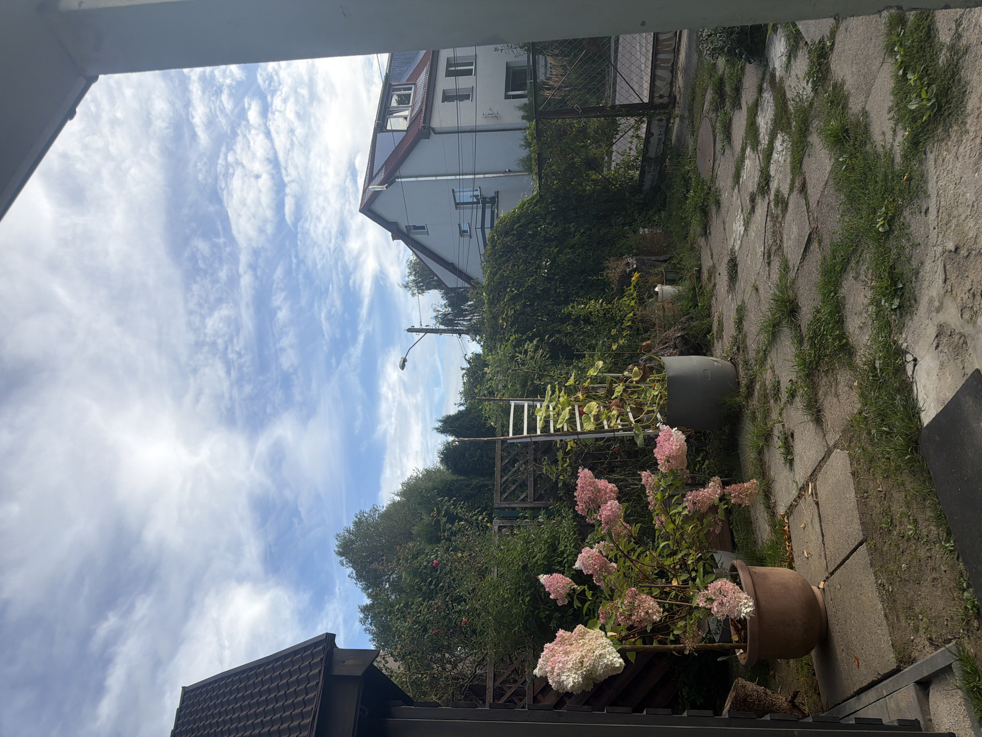 The image depicts a slightly overgrown backyard in Szczecin, Poland, under a partly cloudy sky. In the foreground, a terracotta pot contains a large hydrangea plant with pink and white blooms. To the left, a dark-colored fence or gate is visible. Behind the hydrangea, a wooden lattice fence separates the yard from a dense green hedge and trees. Further back, a two-story house with a red roof and multiple windows is situated on the right side of the image. A metal gate and overgrown ivy vines are present in front of the house. The ground is paved with square concrete slabs interspersed with patches of grass. A street lamp is visible in the background. The scene appears to be residential and has a slightly unkempt but tranquil atmosphere.