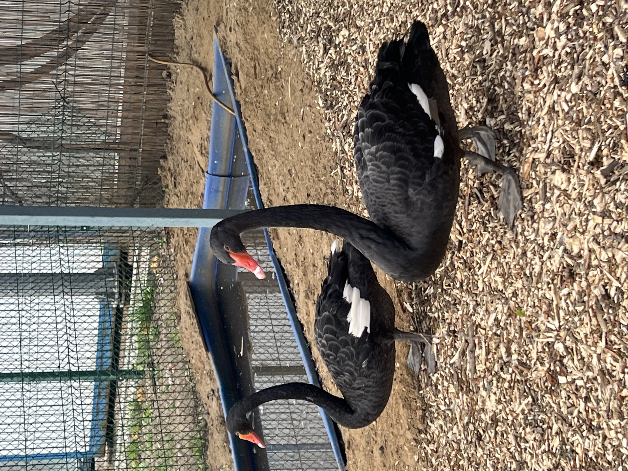 Two black swans are standing beside a blue water trough in an enclosure. The enclosure has a wire mesh fence and is located on ground covered in wood chips and dirt. The location is Moscow, Russia.
