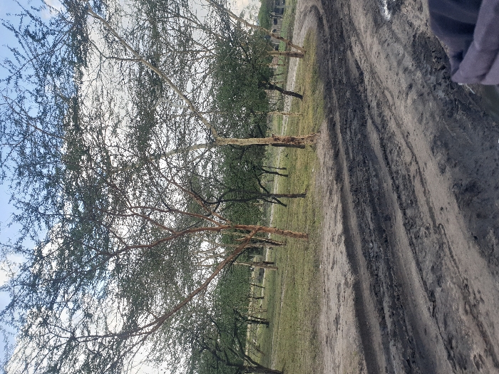 The image displays an unpaved, heavily rutted dirt track located in the Mua ward, Kenya. The track, exhibiting dark, wet mud and distinct tire impressions, traverses from the lower right foreground, curving towards the left into the middle ground. The immediate environment comprises a sparse grassland dotted with numerous trees. These trees, characterized by slender trunks and a dense network of thin branches, present varying degrees of foliage, some green and others with exposed reddish-brown or light-colored bark. The sky above is partially overcast. A dark, possibly fabric-covered object is partially visible in the lower right corner of the frame. No individuals, explicit actions, or direct interactions are visible.