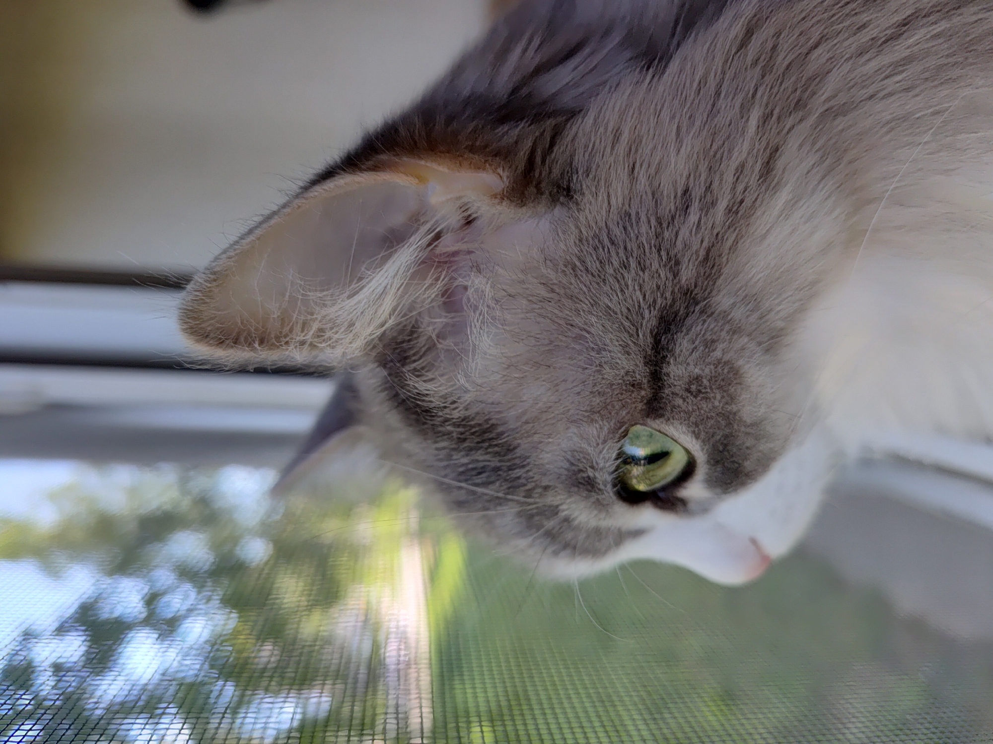 A close-up shot depicts a gray and white cat leaning over a window screen. The cat's head is angled downwards, showing its green eye, ear, and fur in detail. The window screen is visible in the foreground, with blurred greenery and a building exterior visible through the screen. The location information, Марковский, Russia, is not discernable from the visual information presented in the image.