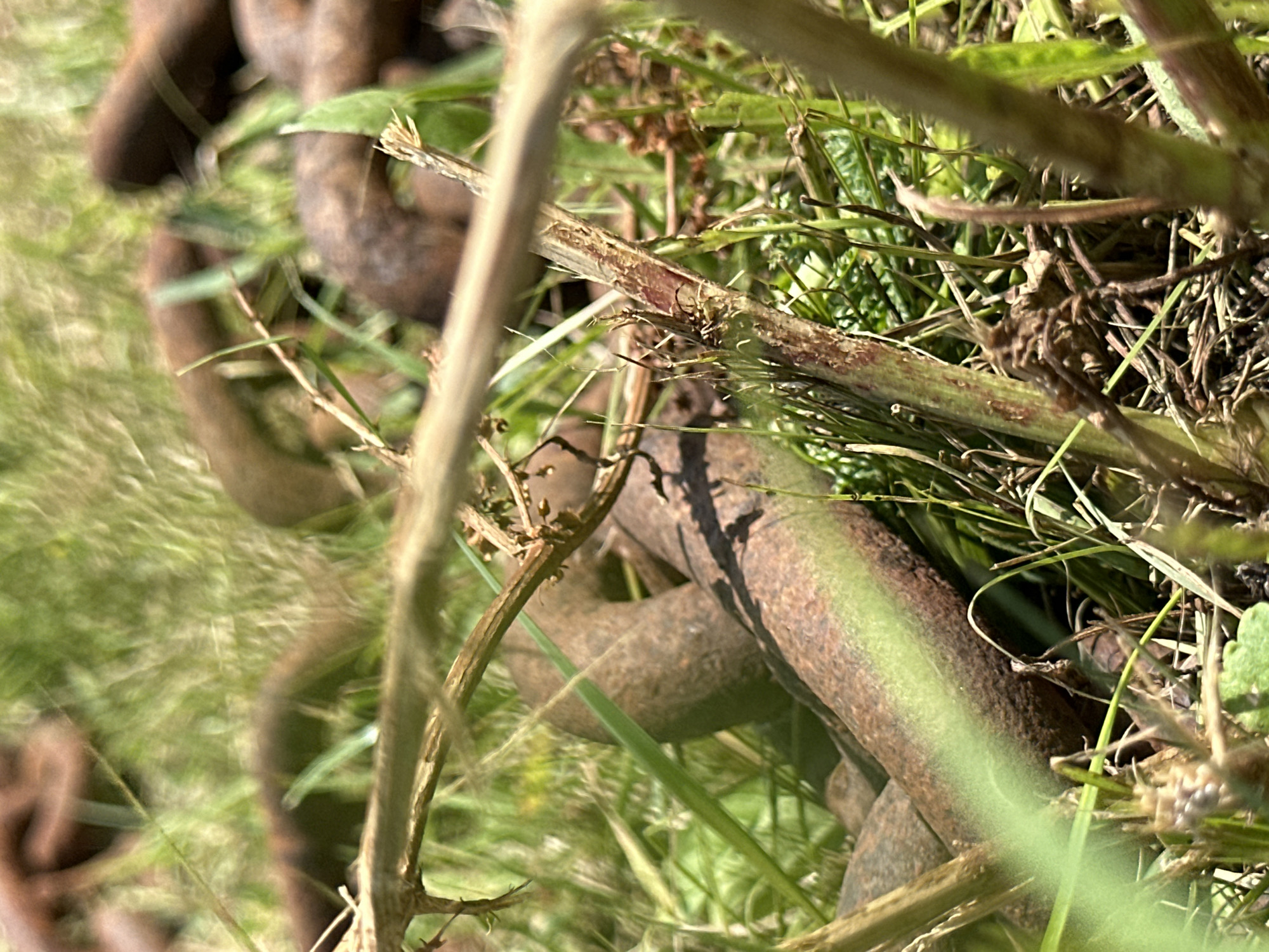 The image depicts a close-up view of rusty chains lying on the ground amidst grass and vegetation. The chains appear weathered and old, with a textured, reddish-brown surface. The surrounding environment is characterized by lush green grass and some dry plant material. Several stems and thin branches are visible in the foreground, partially obscuring the chains. The lighting suggests an outdoor setting, likely during the daytime, with sunlight filtering through the foliage, creating shadows and highlights. The overall impression is one of neglect and the passage of time, with industrial remnants integrated into a natural setting. The location is specified as Babruysk, Belarus.