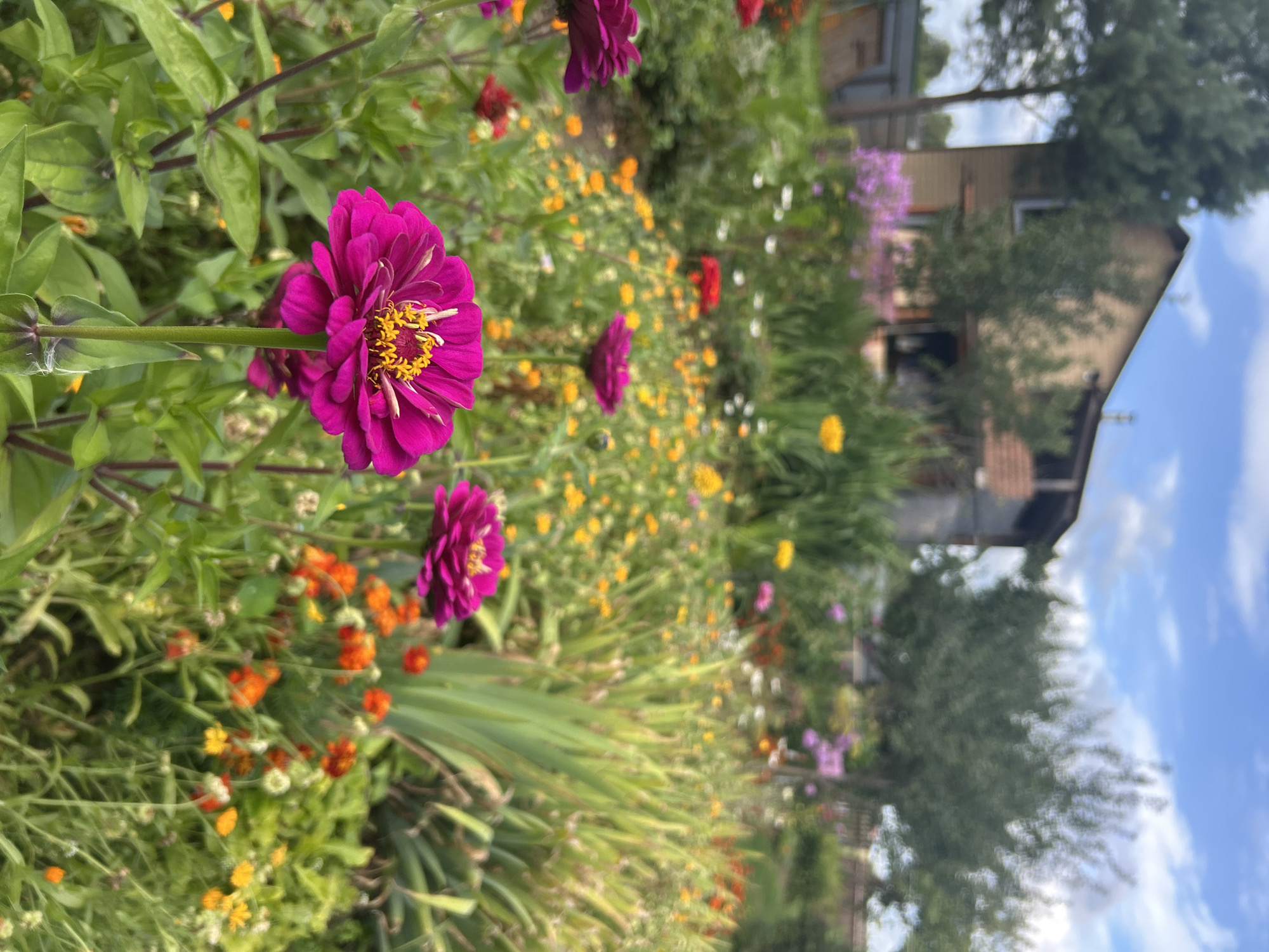 A sunny day in Kalitsino, Russia, reveals a vibrant garden bursting with colorful flowers, primarily pink zinnias and orange marigolds, in front of a weathered, two-story house. The house, with its light brown walls and dark-tiled roof, appears to be under renovation or in disrepair, with visible scaffolding. Lush green foliage and trees provide a natural backdrop, enhancing the picturesque scene. The sky is a soft blue, dotted with fluffy white clouds, adding to the serene atmosphere of a rural summer day.