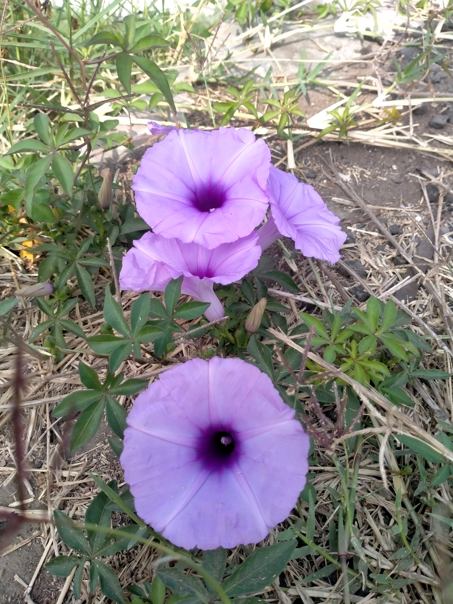 In the city of Batu, Indonesia, a close-up shot focuses on several light purple trumpet-shaped flowers amidst dry grass and green foliage. One large flower occupies the foreground, its petals unfurling to reveal a dark purple center. Behind it, two smaller, lighter purple flowers are clustered together, one appearing slightly out of focus. A tightly closed bud is visible to the left of these flowers. The surrounding environment is characterized by dry, straw-like grass and soil, with hints of green leaves from surrounding plants. The lighting suggests an outdoor setting, likely during daylight. No people or animals are present in the frame.