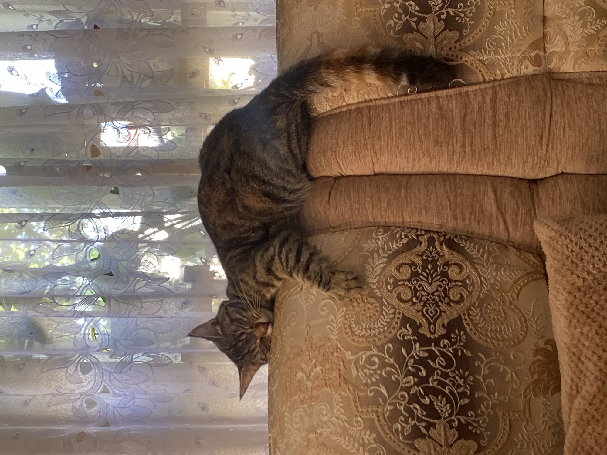 A tabby cat is sleeping on the top edge of a plush sofa. The cat is lying on its side with its head resting on its paws and its eyes closed. Its body extends over the back of the sofa. The sofa has a patterned fabric in shades of brown and gold. Behind the sofa are sheer white curtains with a floral pattern. Sunlight streams through the curtains, illuminating the scene. The background appears to be an indoor setting, likely a living room. There is no information to suggest this image is located in Maykop, Russia.