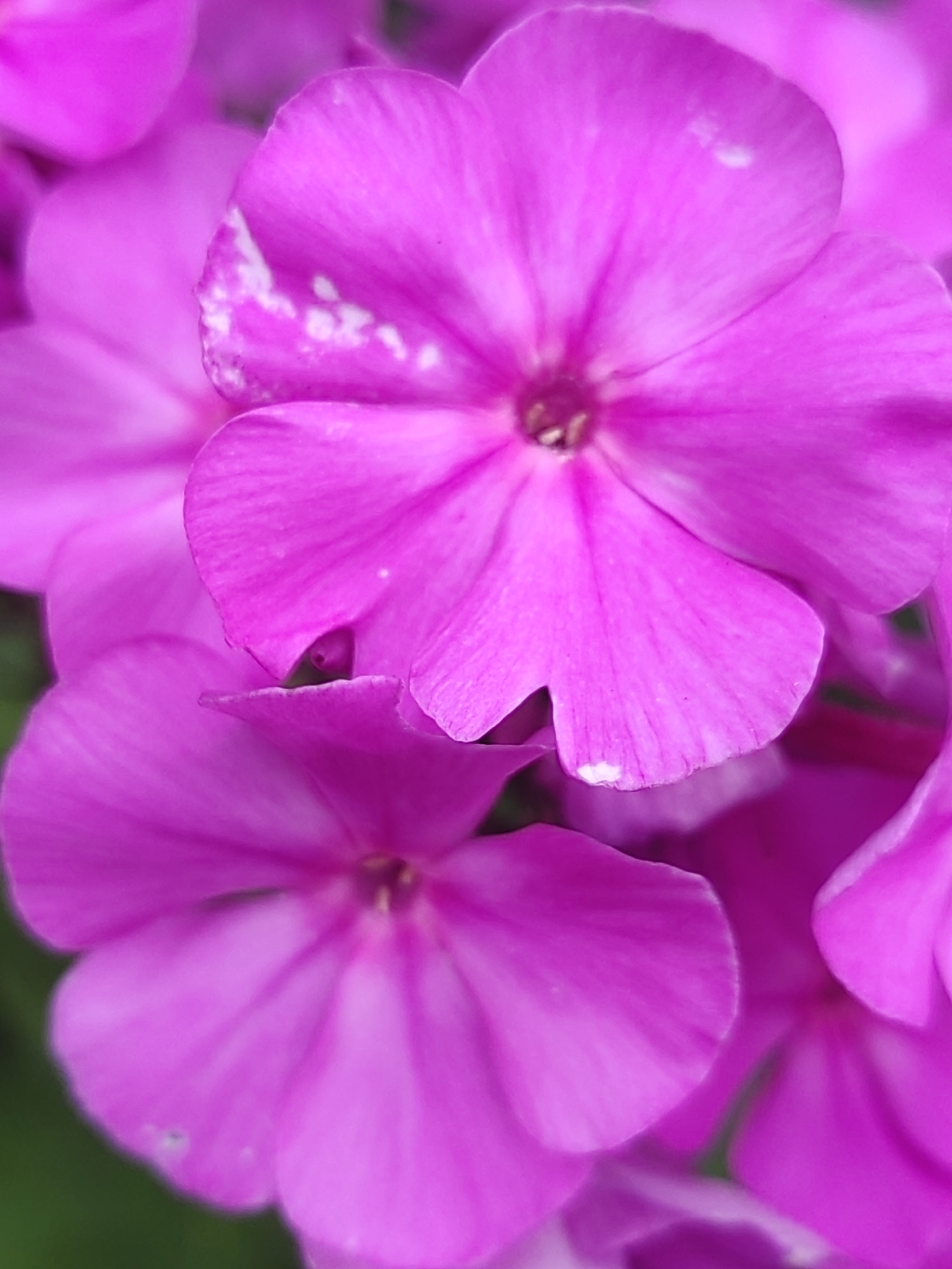 This is a close-up, macro photograph of several bright pink phlox flowers. The flowers are in bloom and fill the frame, with soft focus creating a bokeh effect in the background. Some of the petals have subtle white markings. The image appears to be a natural setting, with a hint of green foliage visible in the background, suggesting an outdoor environment. There are no people, objects, or specific urban features that would indicate a location within the city of Hrodna, Belarus.